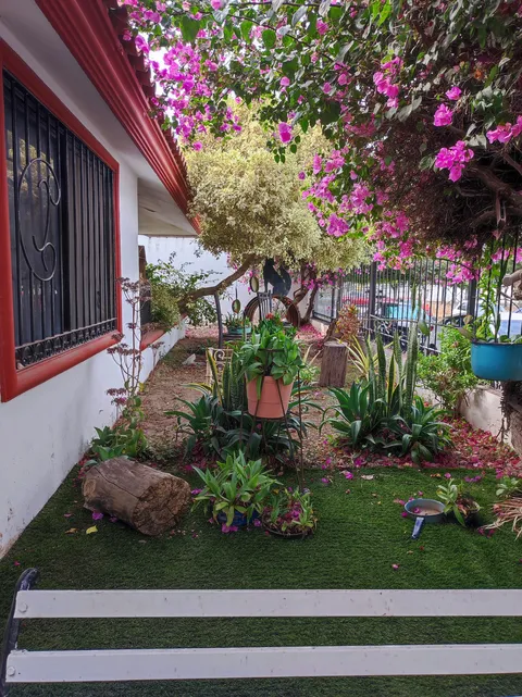 El Gallito image 6