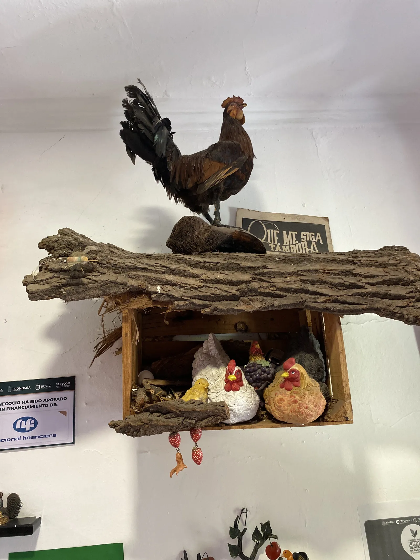 El Gallito image 10