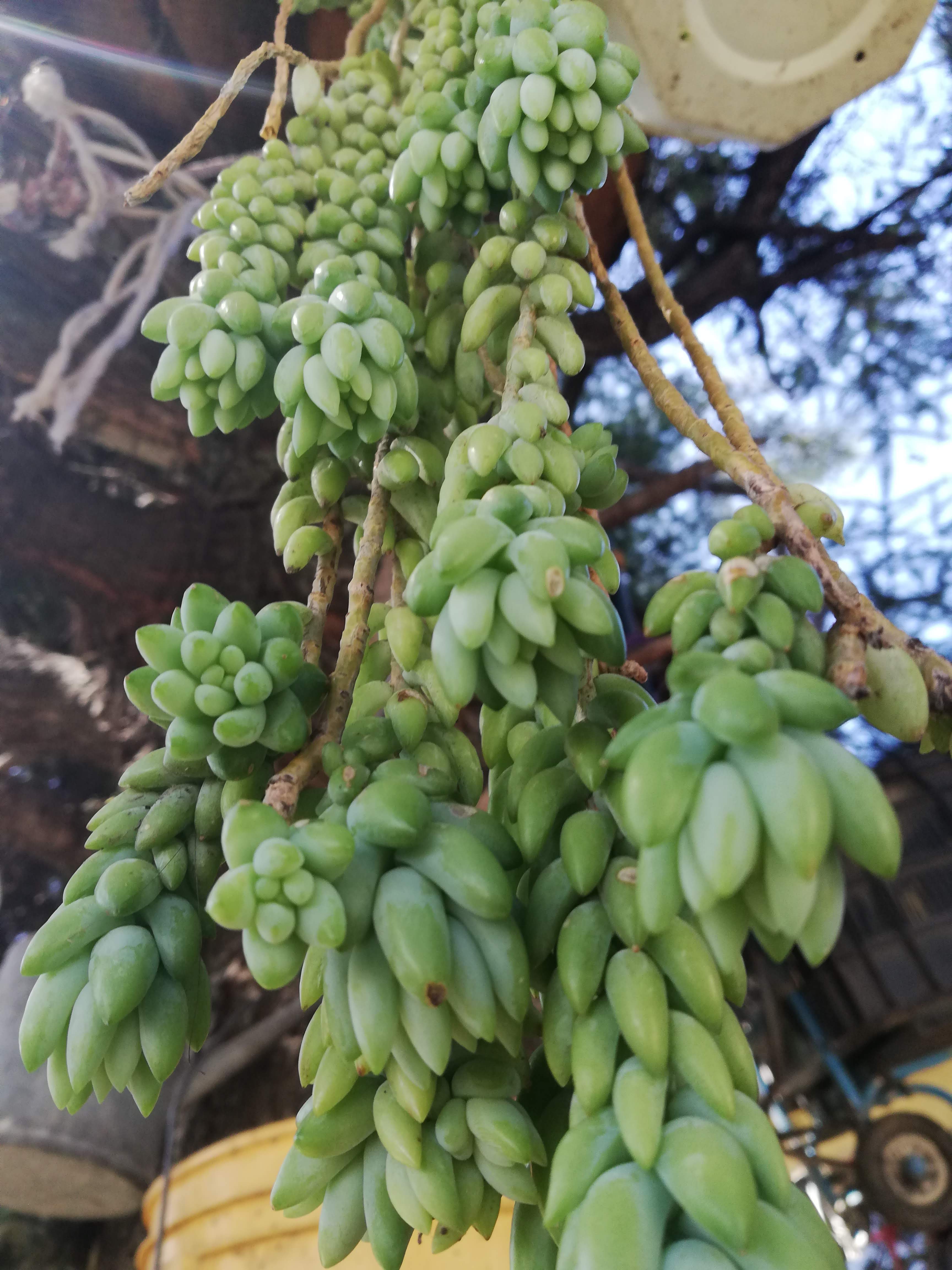 Sazon De Mami image 5