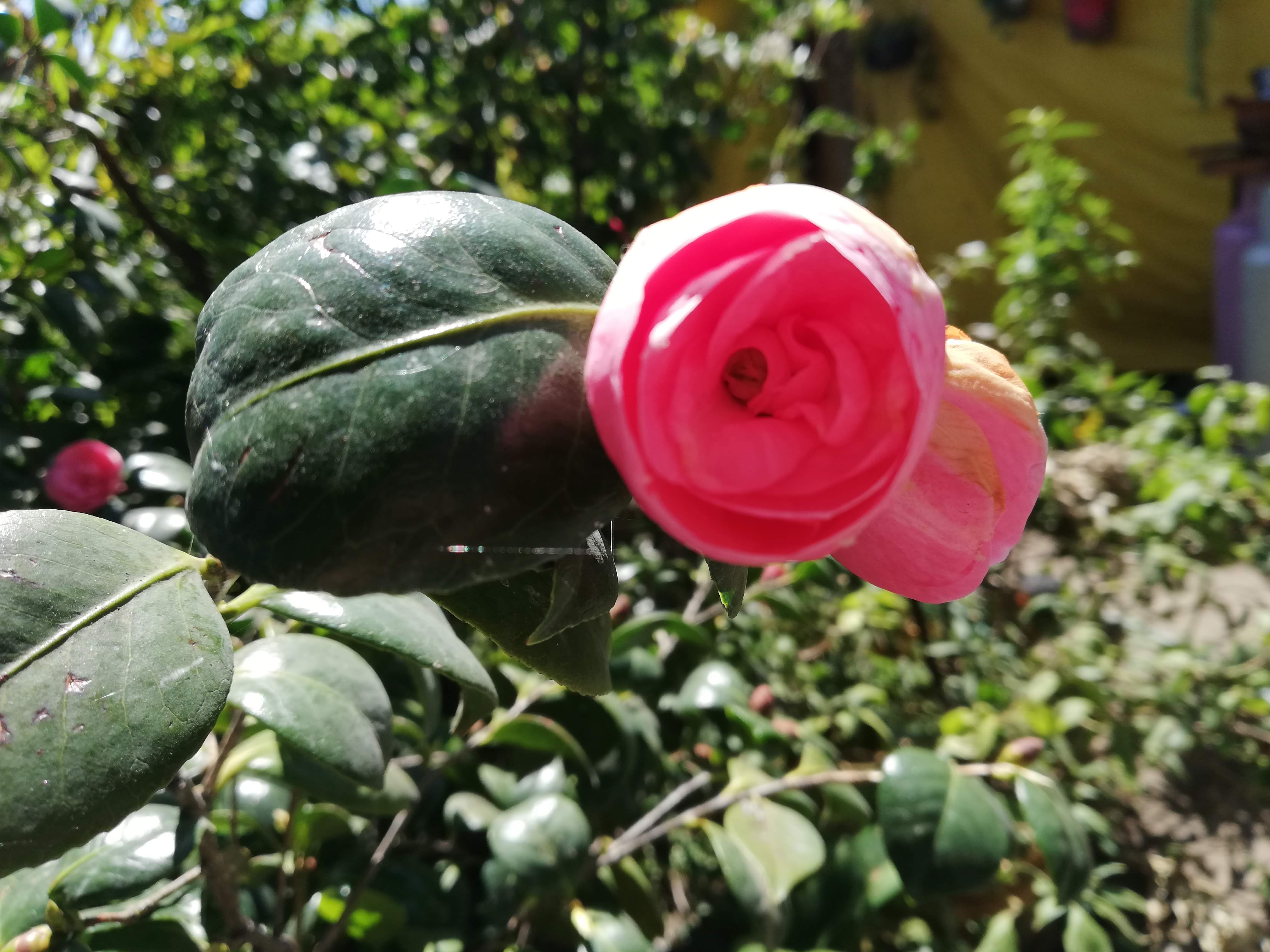 Sazon De Mami image 6