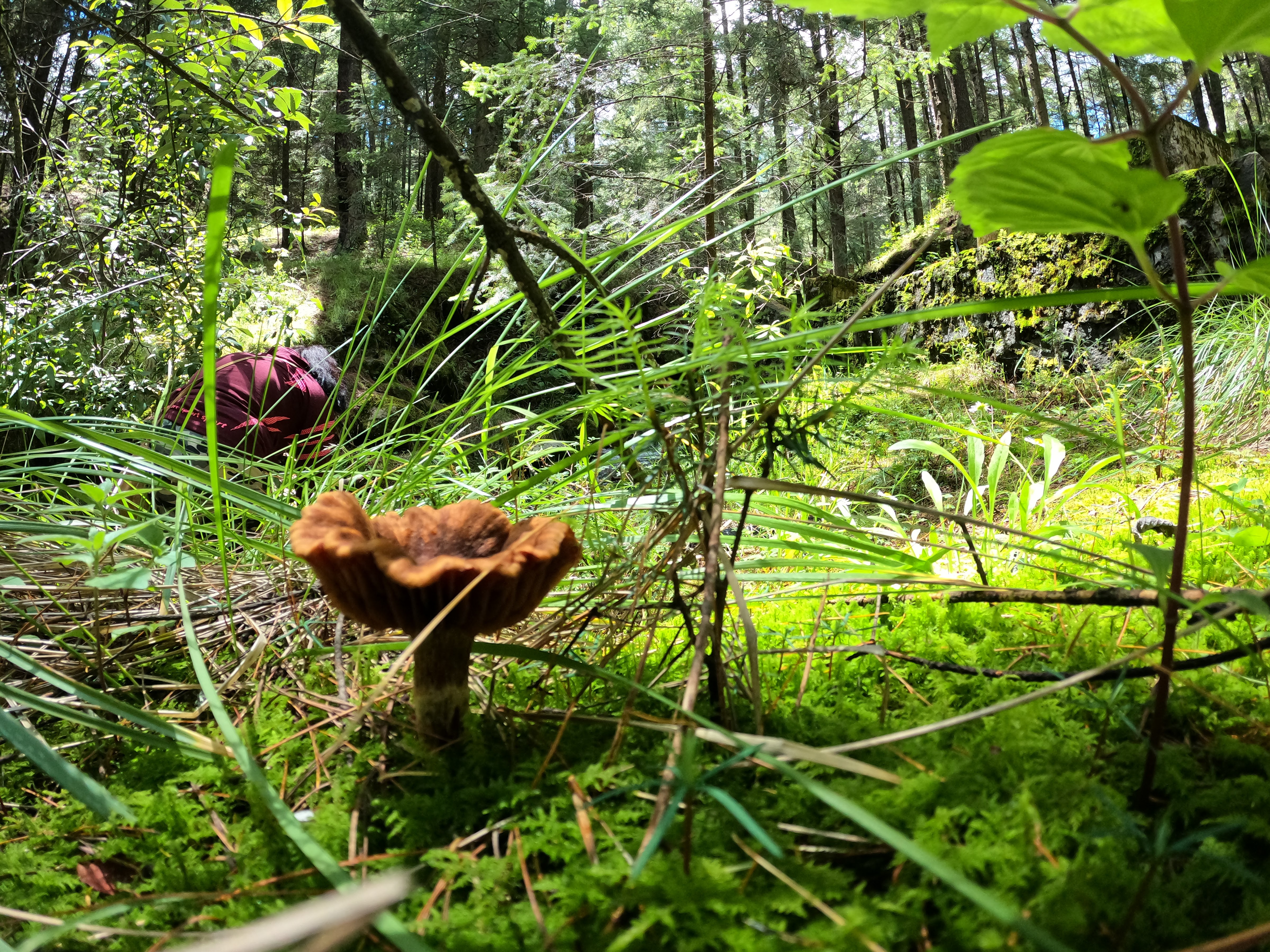 Restaurant "El Monte Popocatépetl" image 9