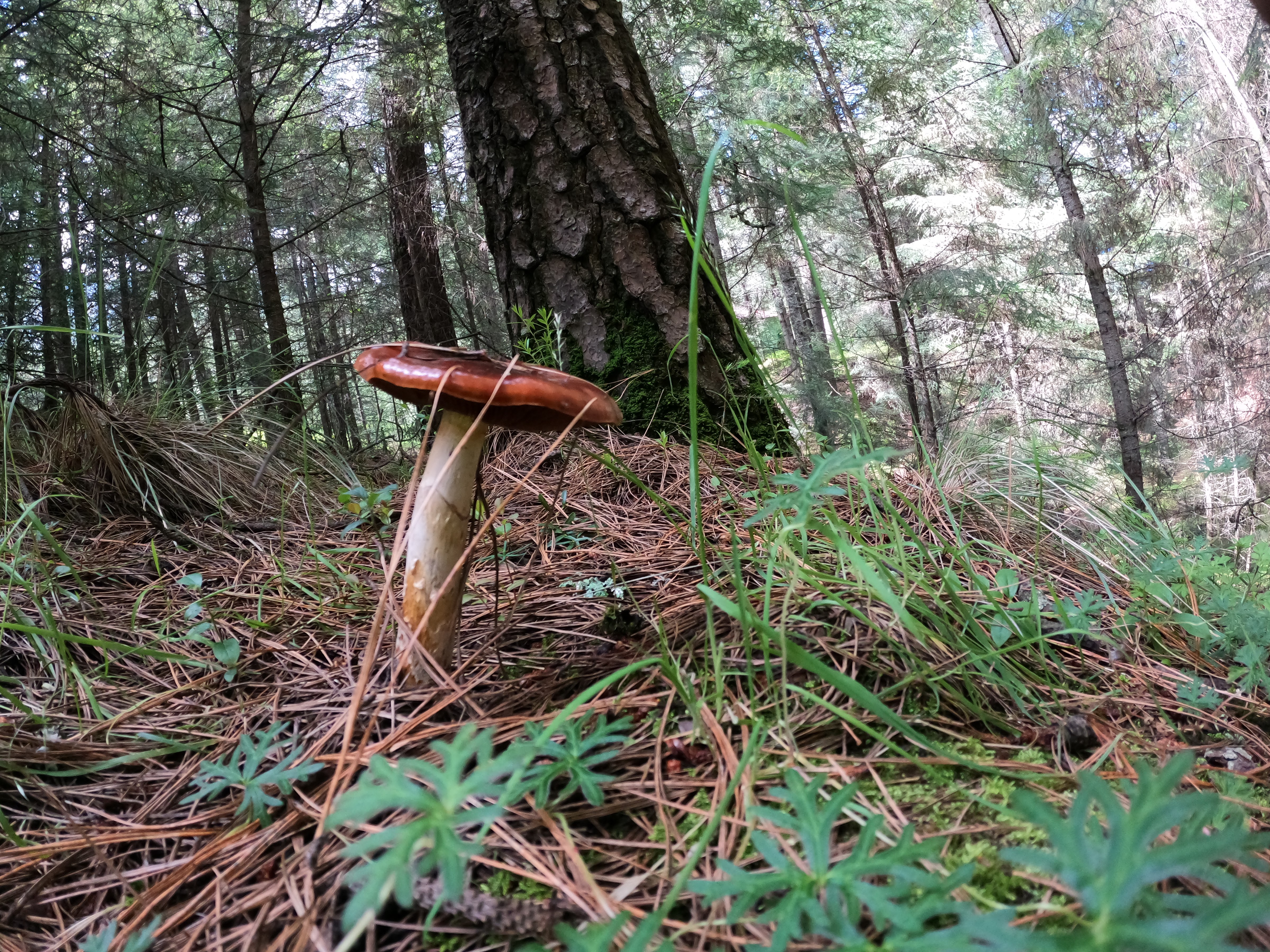 Restaurant "El Monte Popocatépetl" image 10