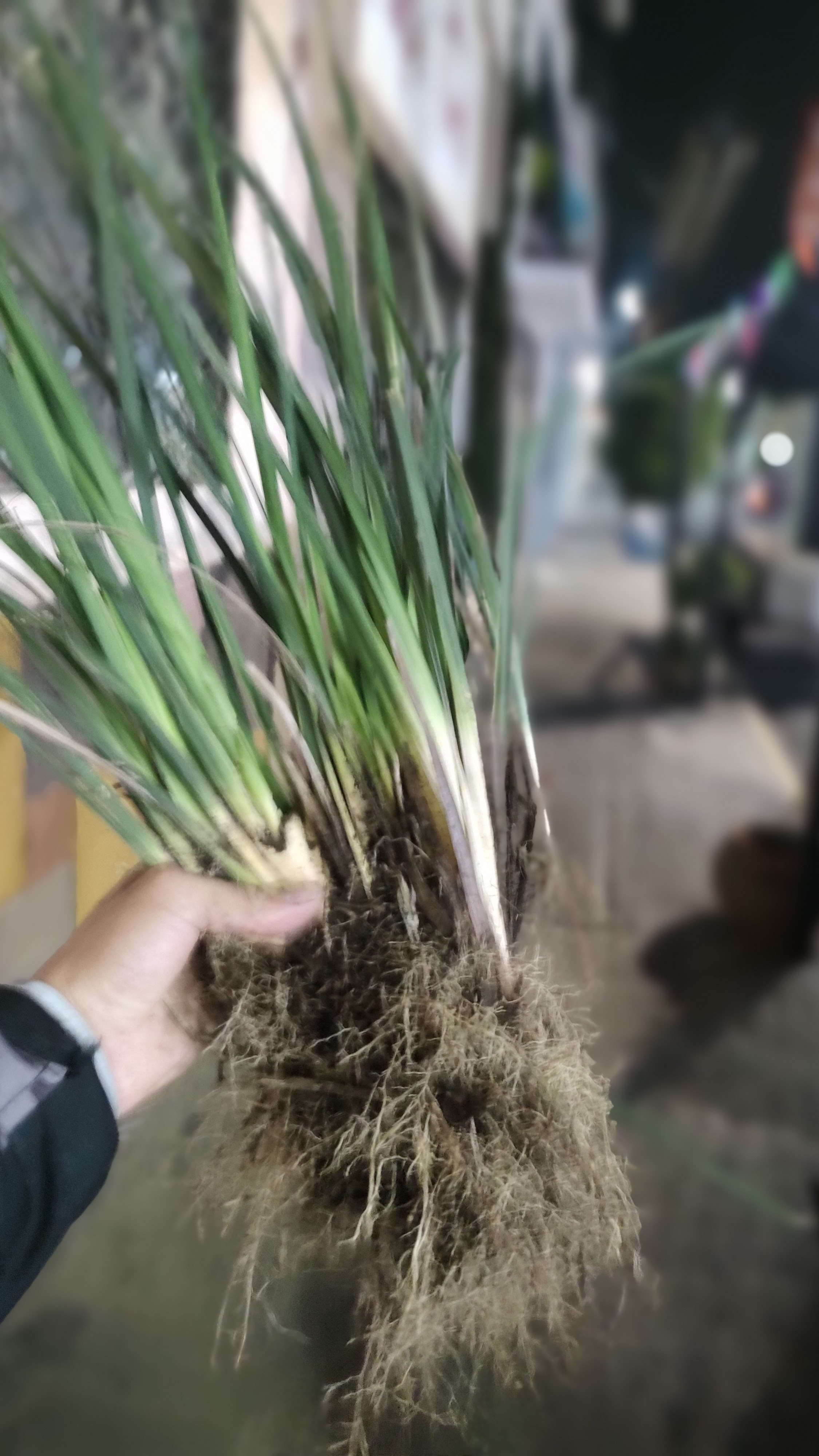 El Taco de Oro image 8