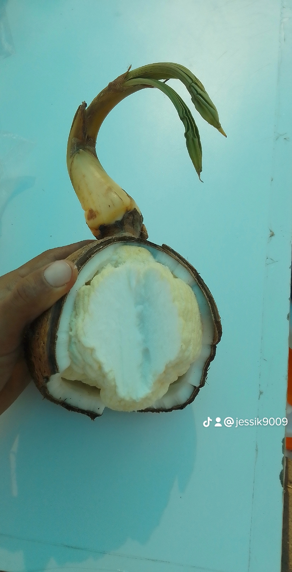 COCOS LOS DE TIJUANA image 5