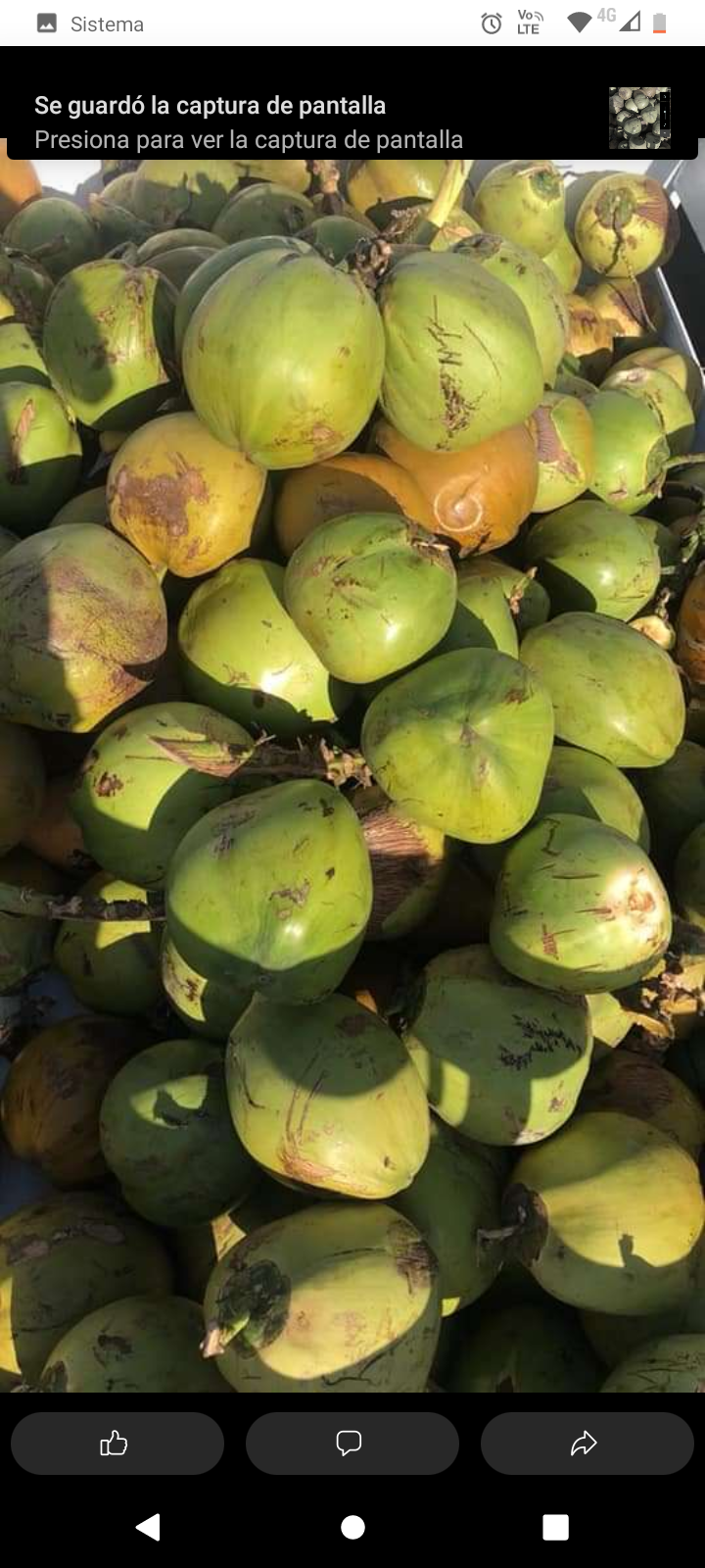 COCOS LOS DE TIJUANA image 9