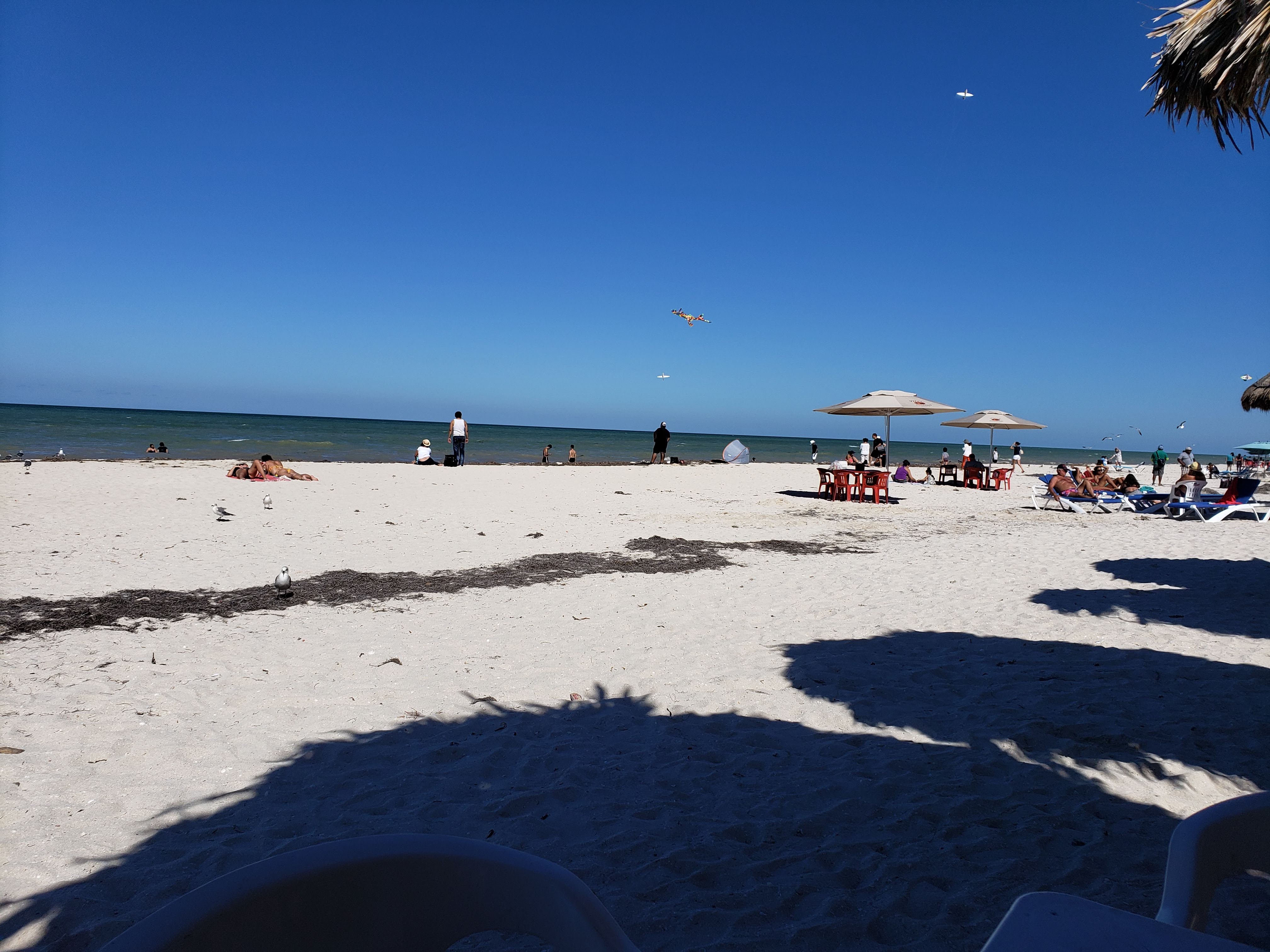 El Pulpo Loco image 4