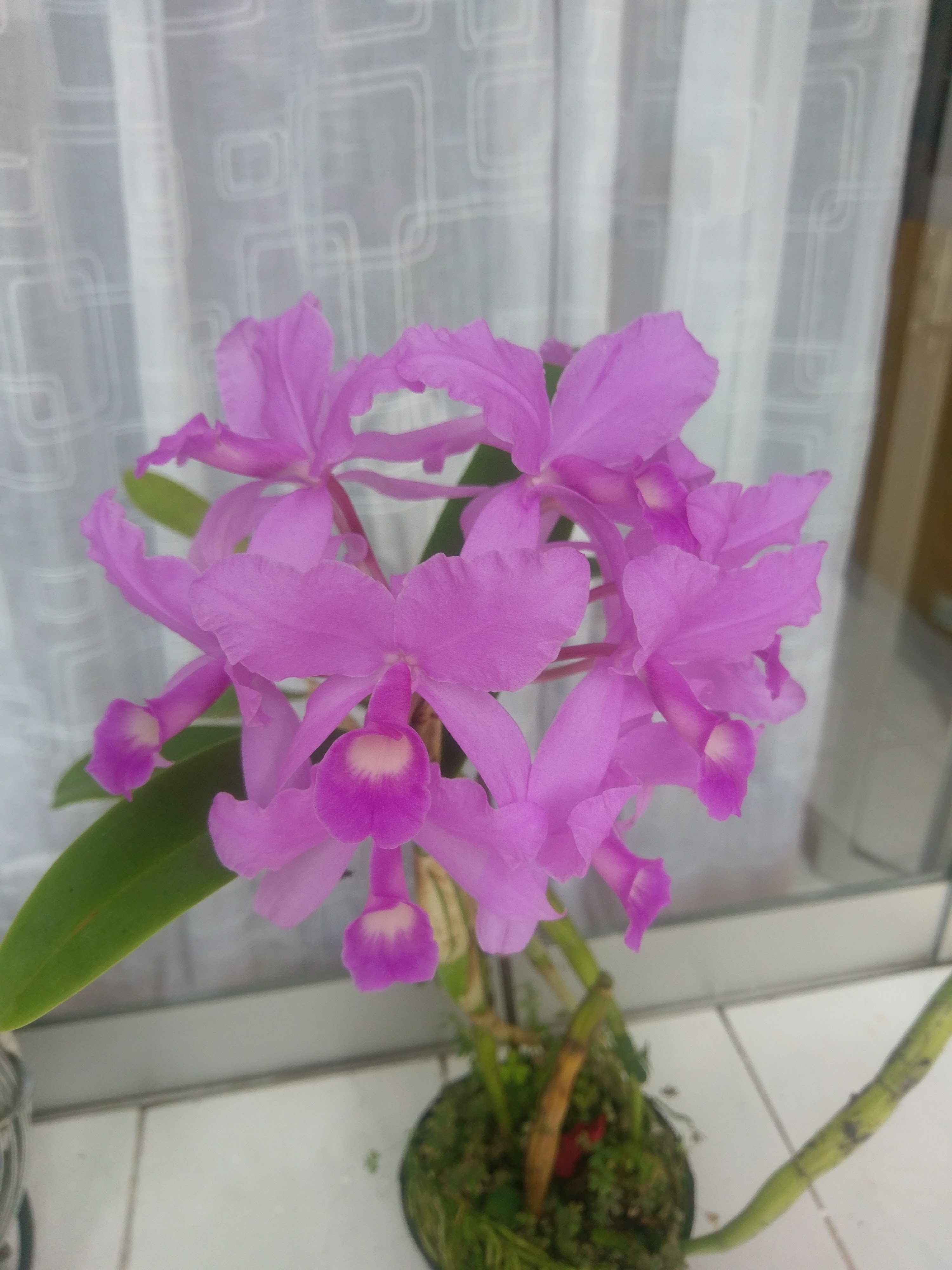 Restaurante Santiago image 7