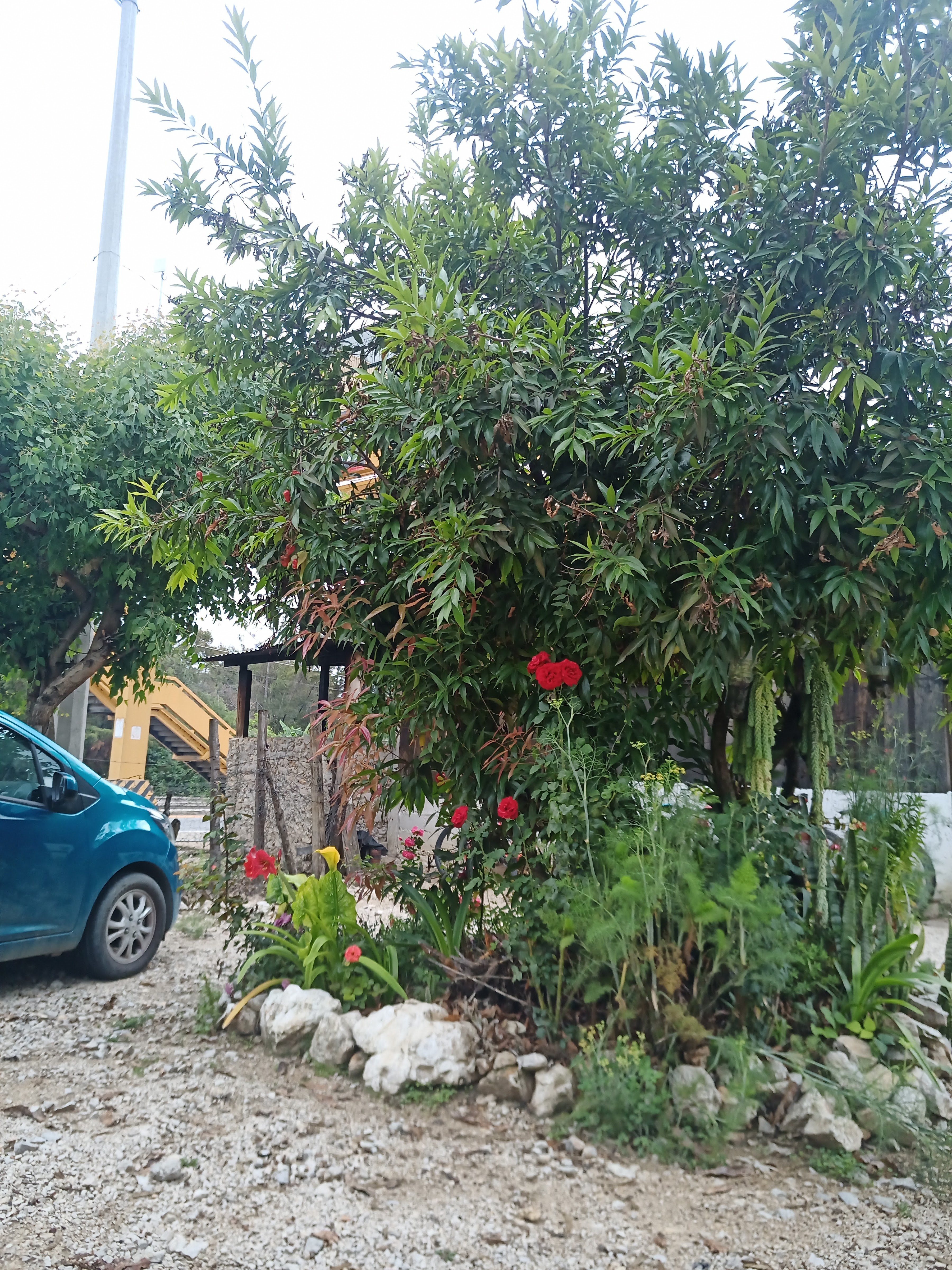 Restaurant "LAS TABLITAS" image 8