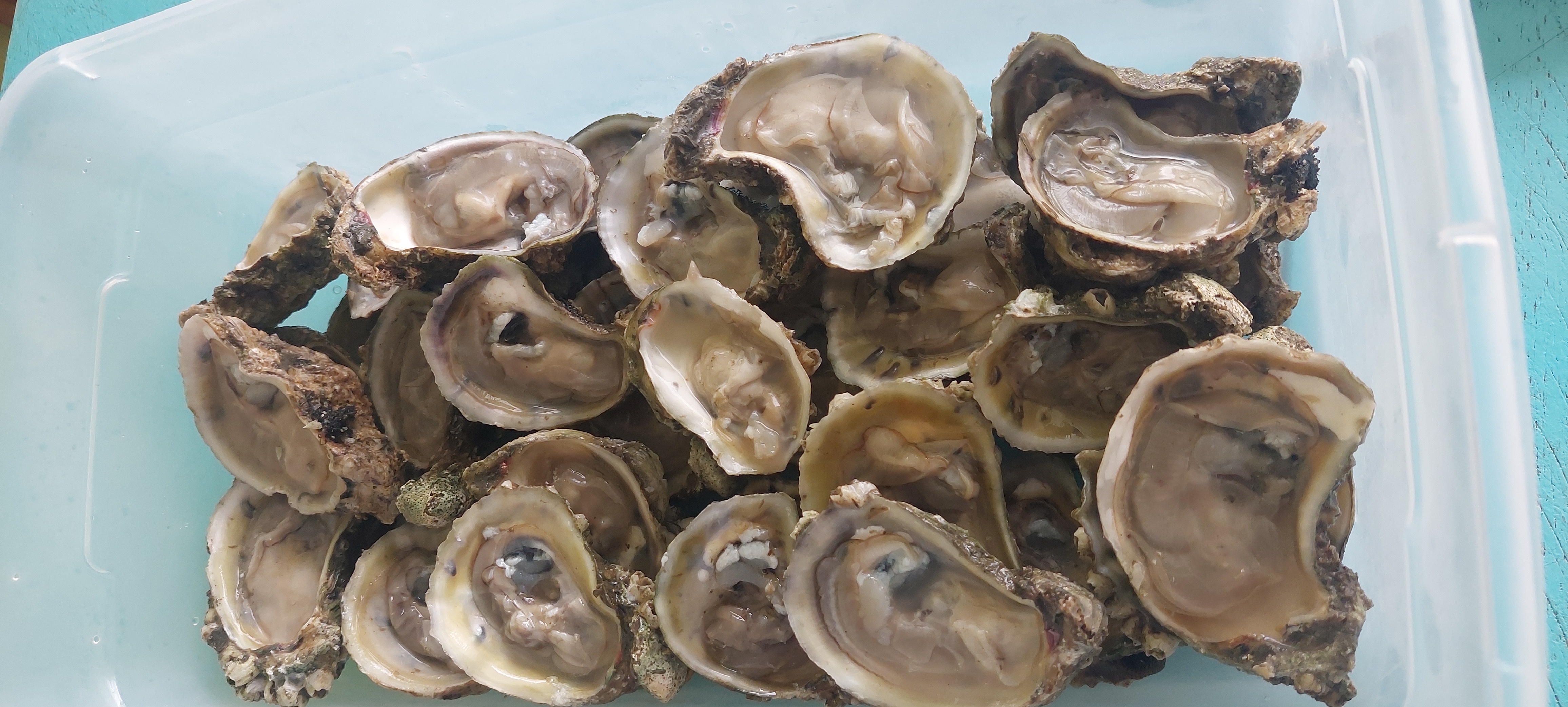 Restaurant de mariscos (La casa de lolita) image 9