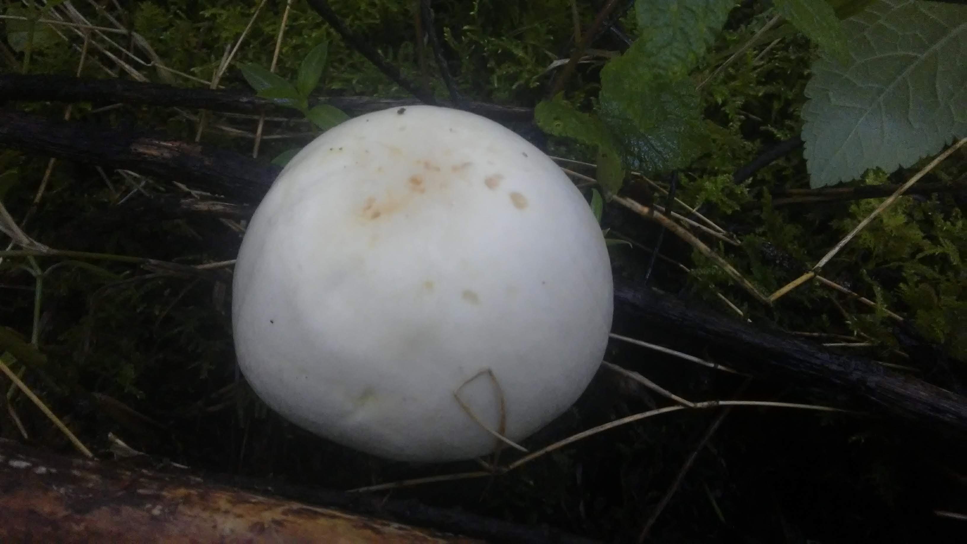 Truchas El Salto image 3