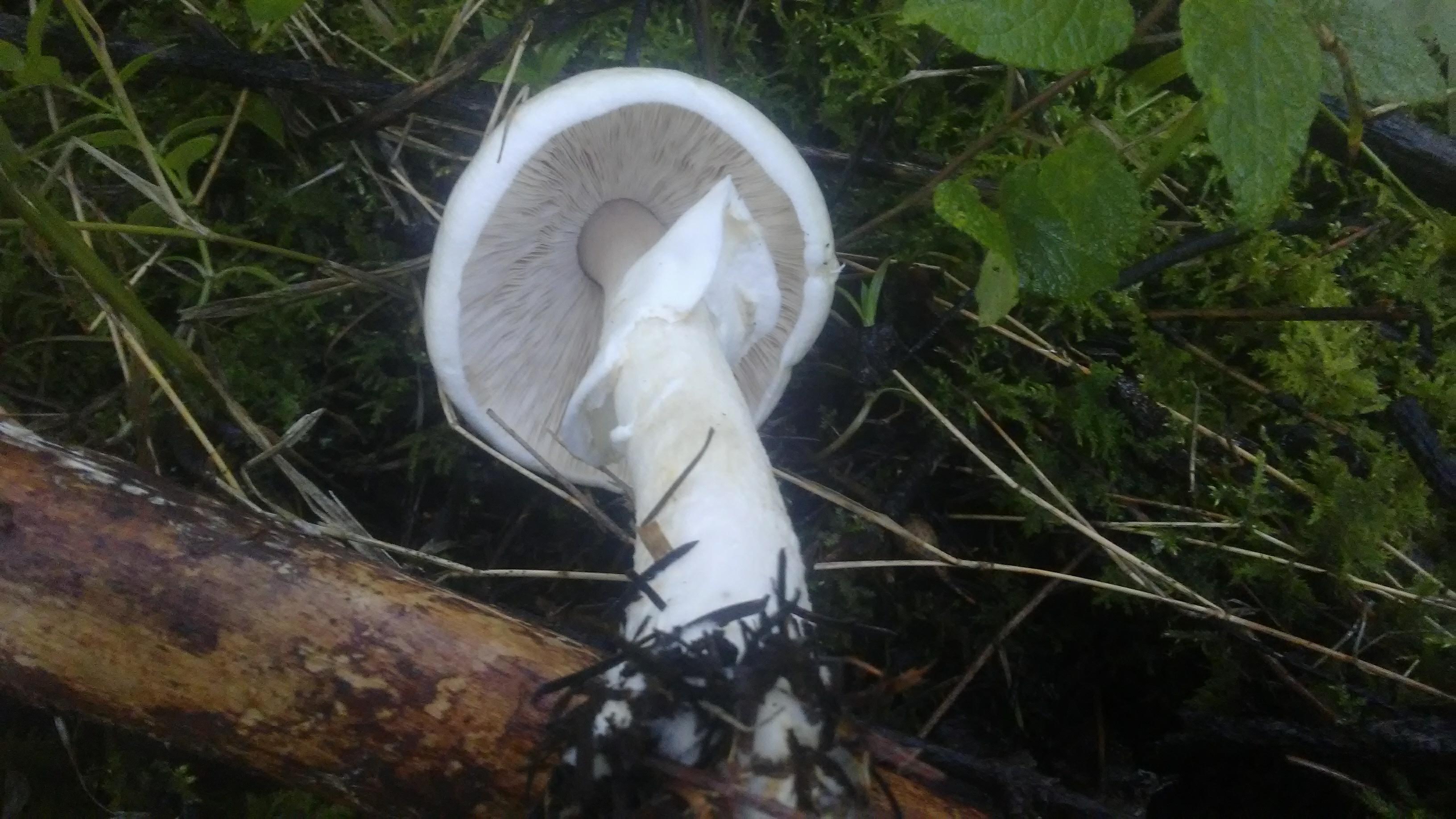 Truchas El Salto image 4