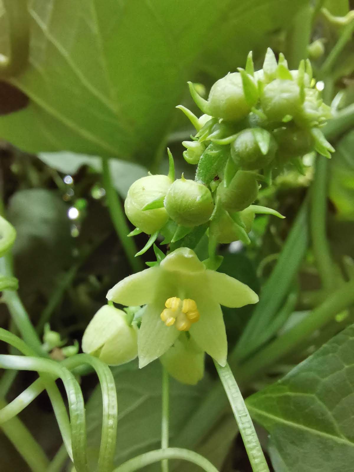 Mi Pequeña Cocina image 3