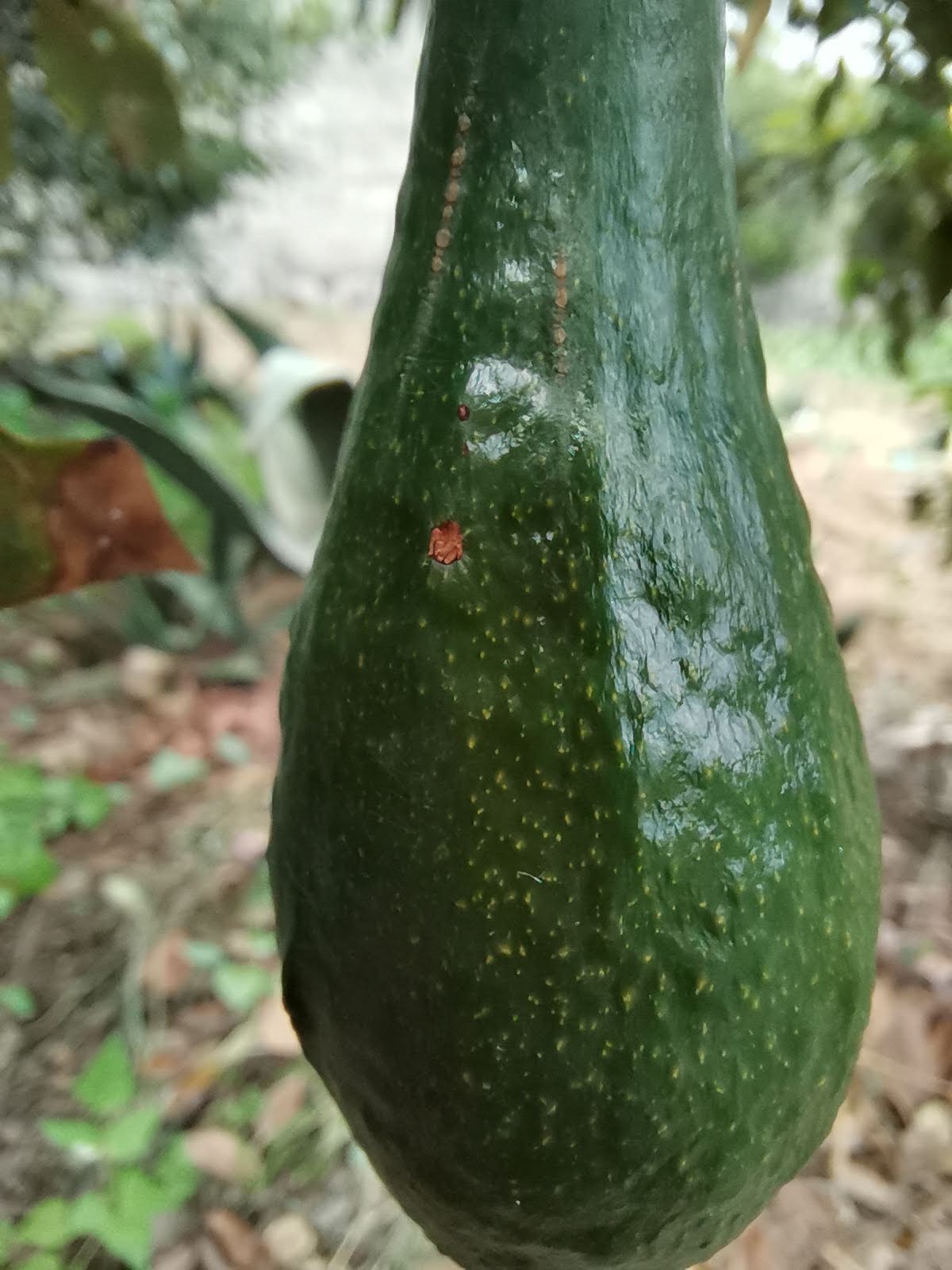 Mi Pequeña Cocina image 10