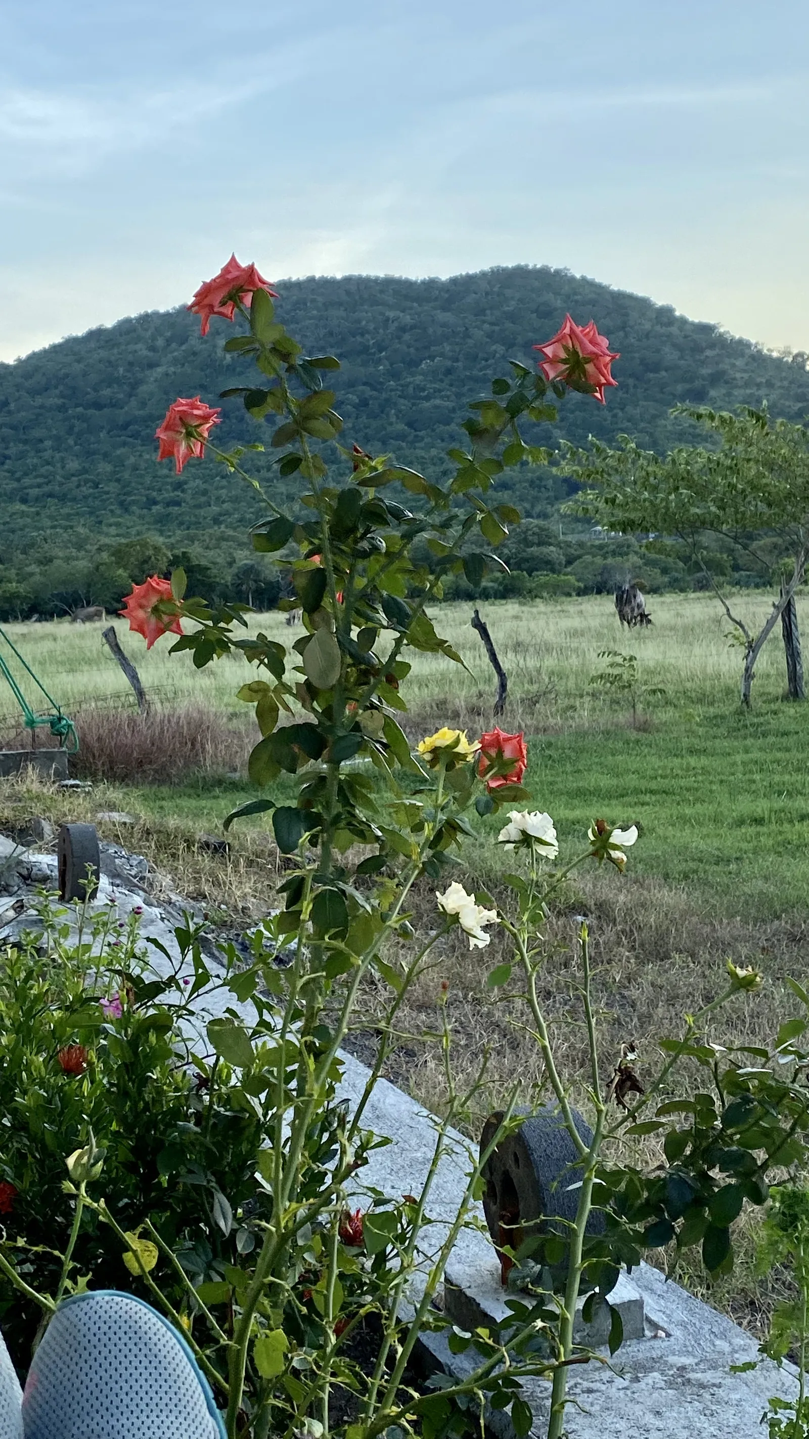 Restaurante Palmitos image 10