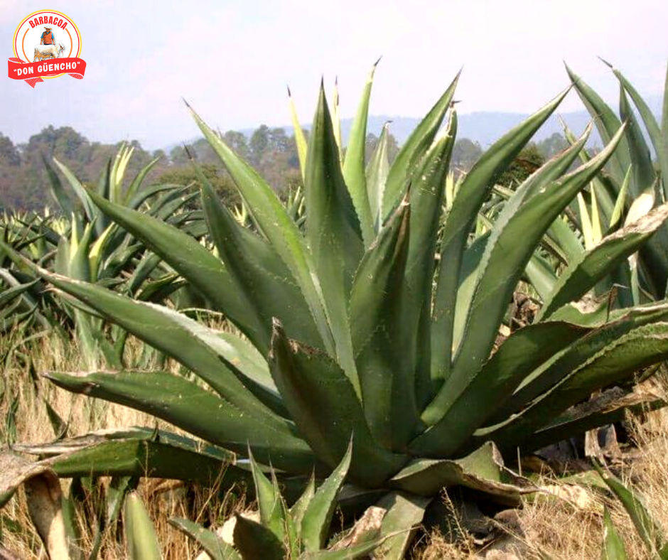 Barbacoa Don Güencho image 3