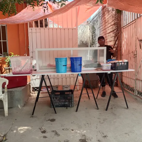 CARNITAS STAR 🐷 image 1