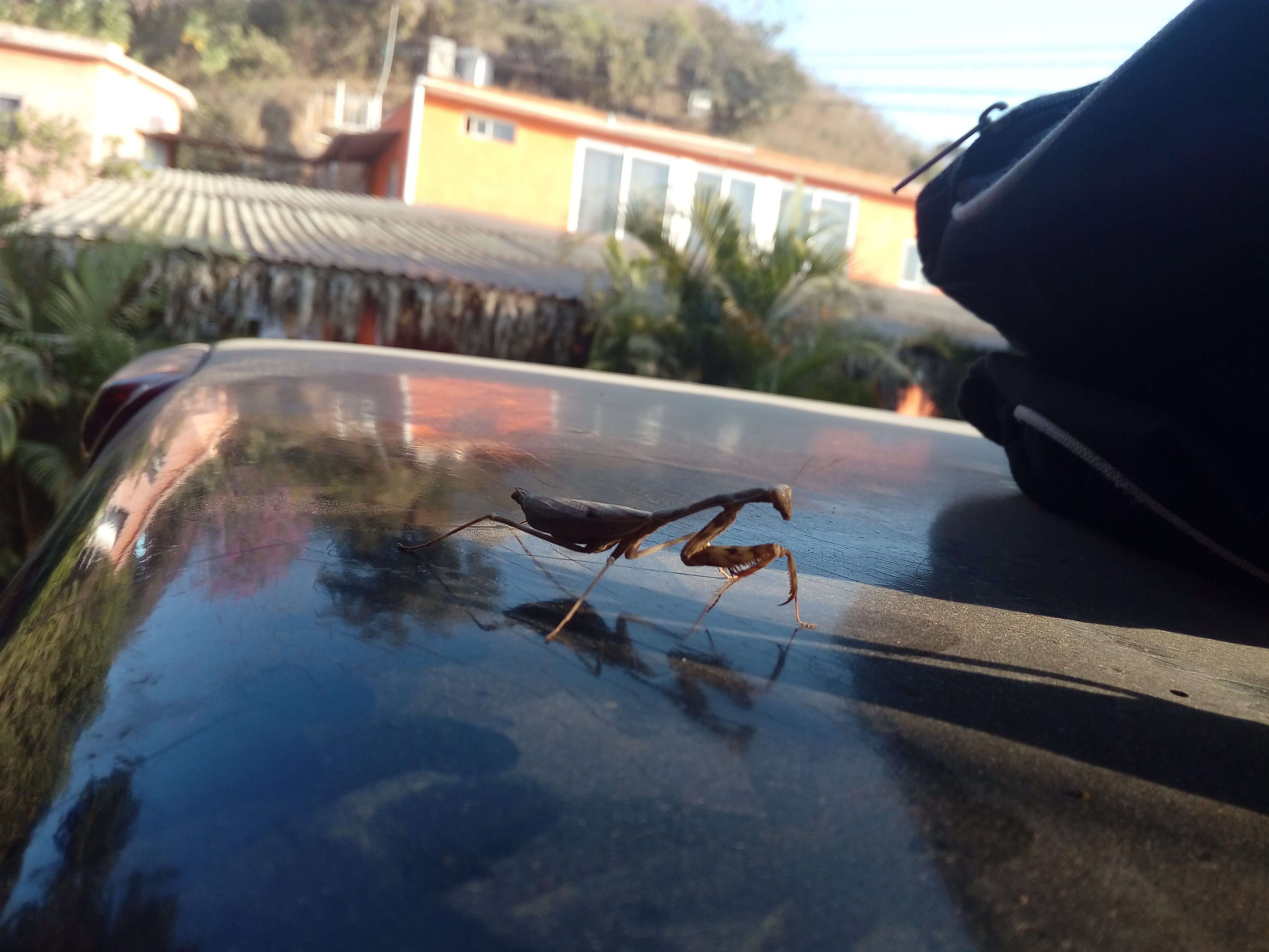 Restaurante Y Marisquería Carolyn image 4