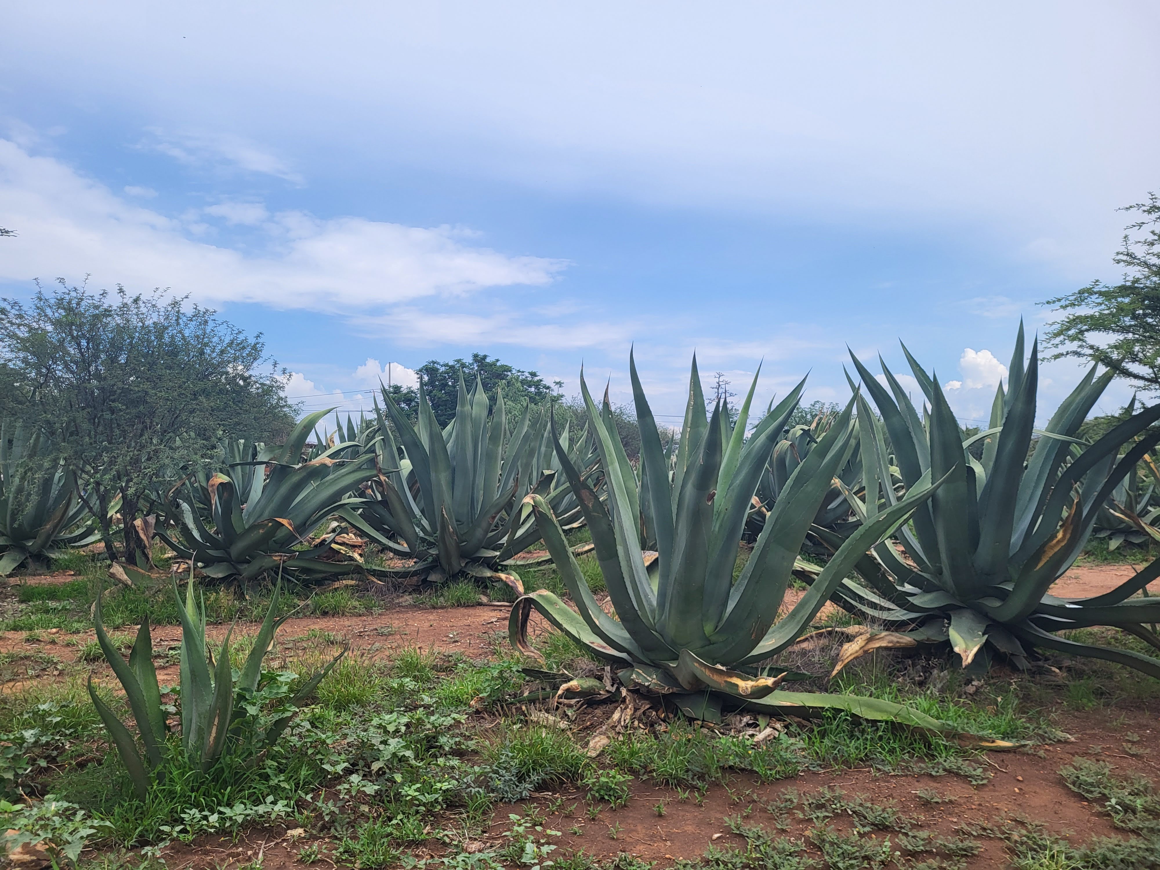 El Magueyal. Finca pulquera. image 4