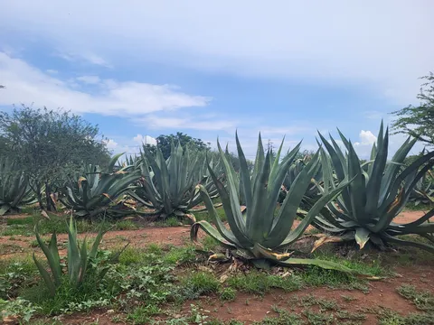 El Magueyal. Finca pulquera. image 4