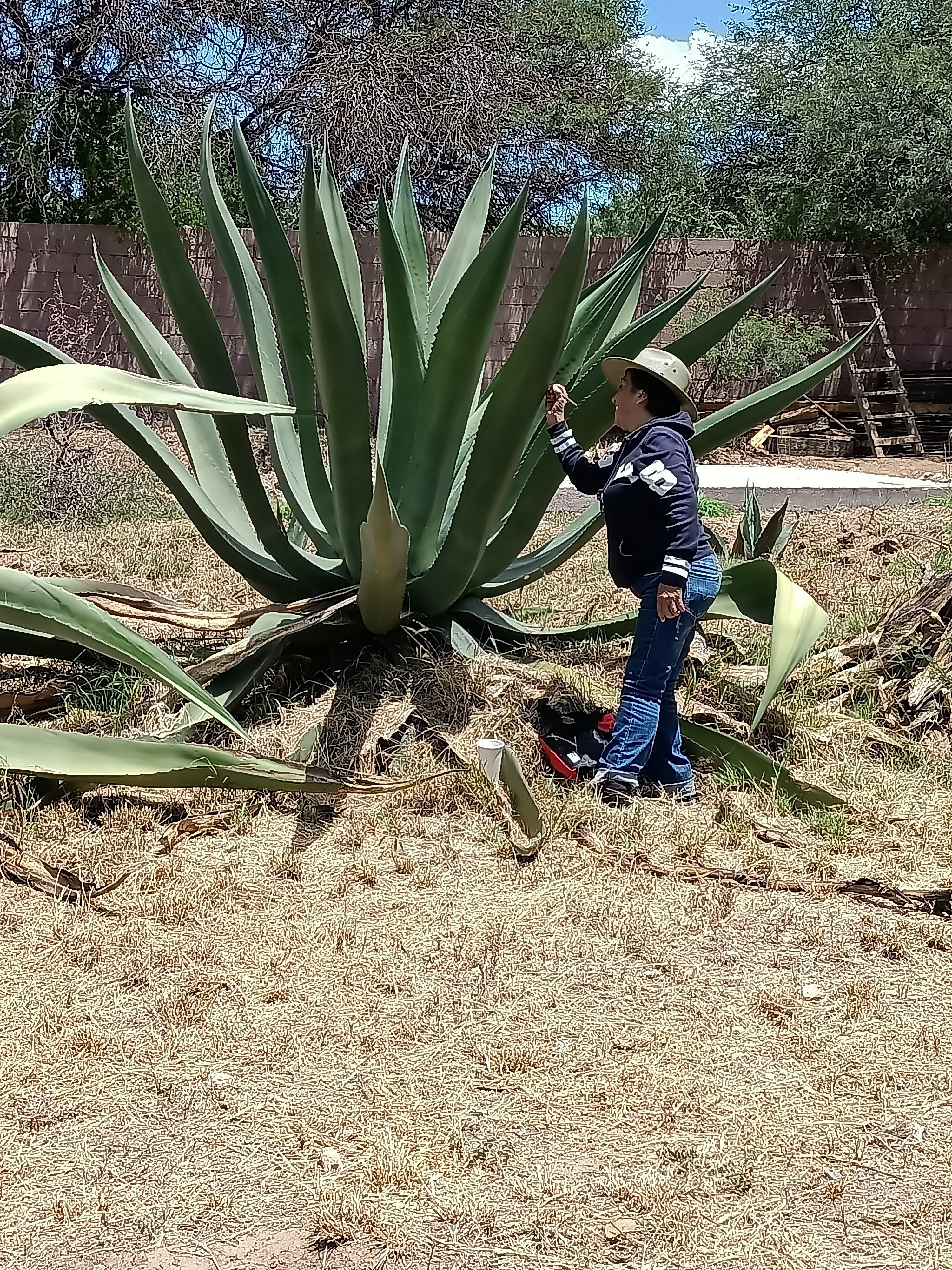 El Magueyal. Finca pulquera. image 5