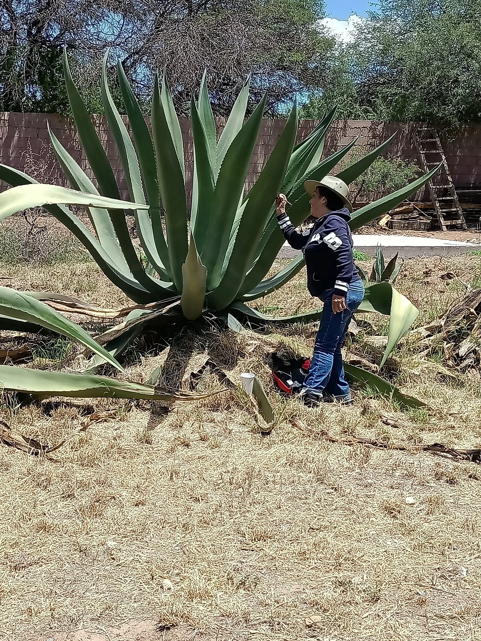 El Magueyal. Finca pulquera. image 5