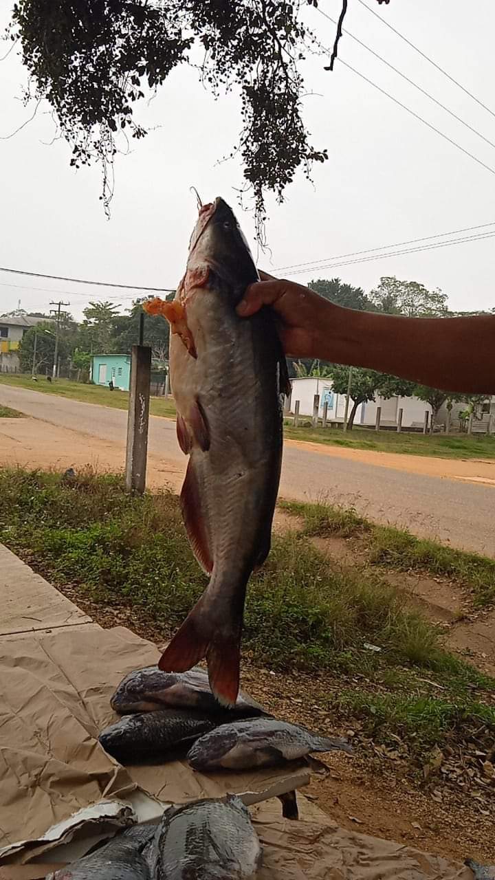 Pescadería Martínez image 2