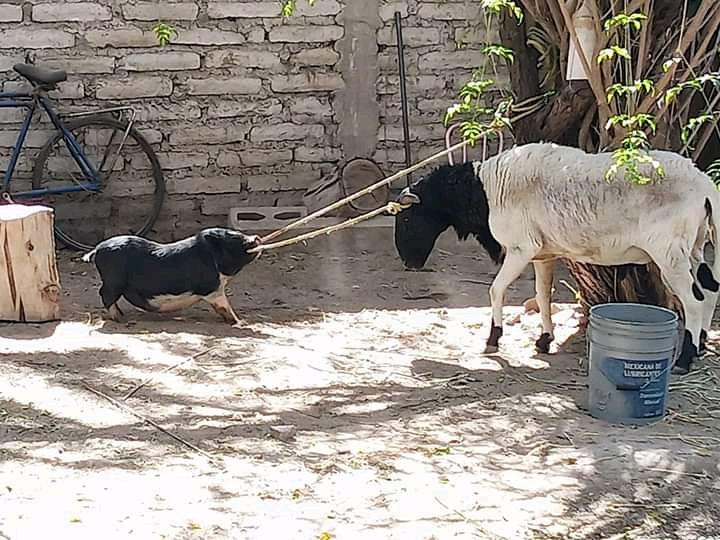 Barbacoa Don Borrego image 6