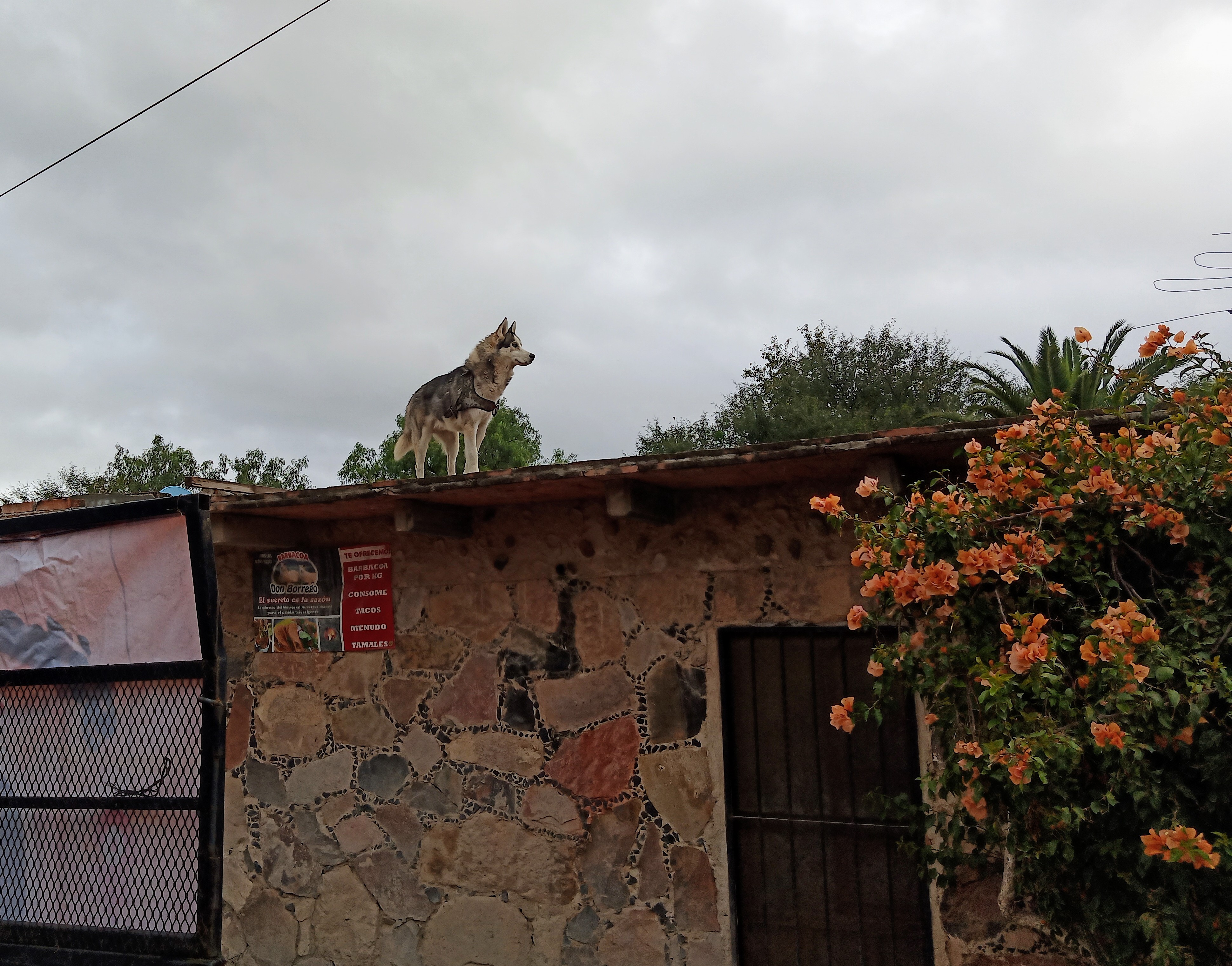 Barbacoa Don Borrego image 7