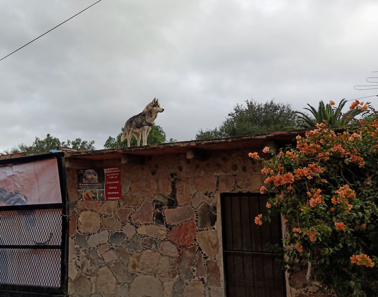 Barbacoa Don Borrego image 7