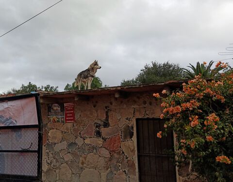 Barbacoa Don Borrego image 7