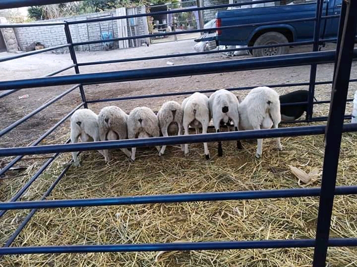 Barbacoa Don Borrego image 10