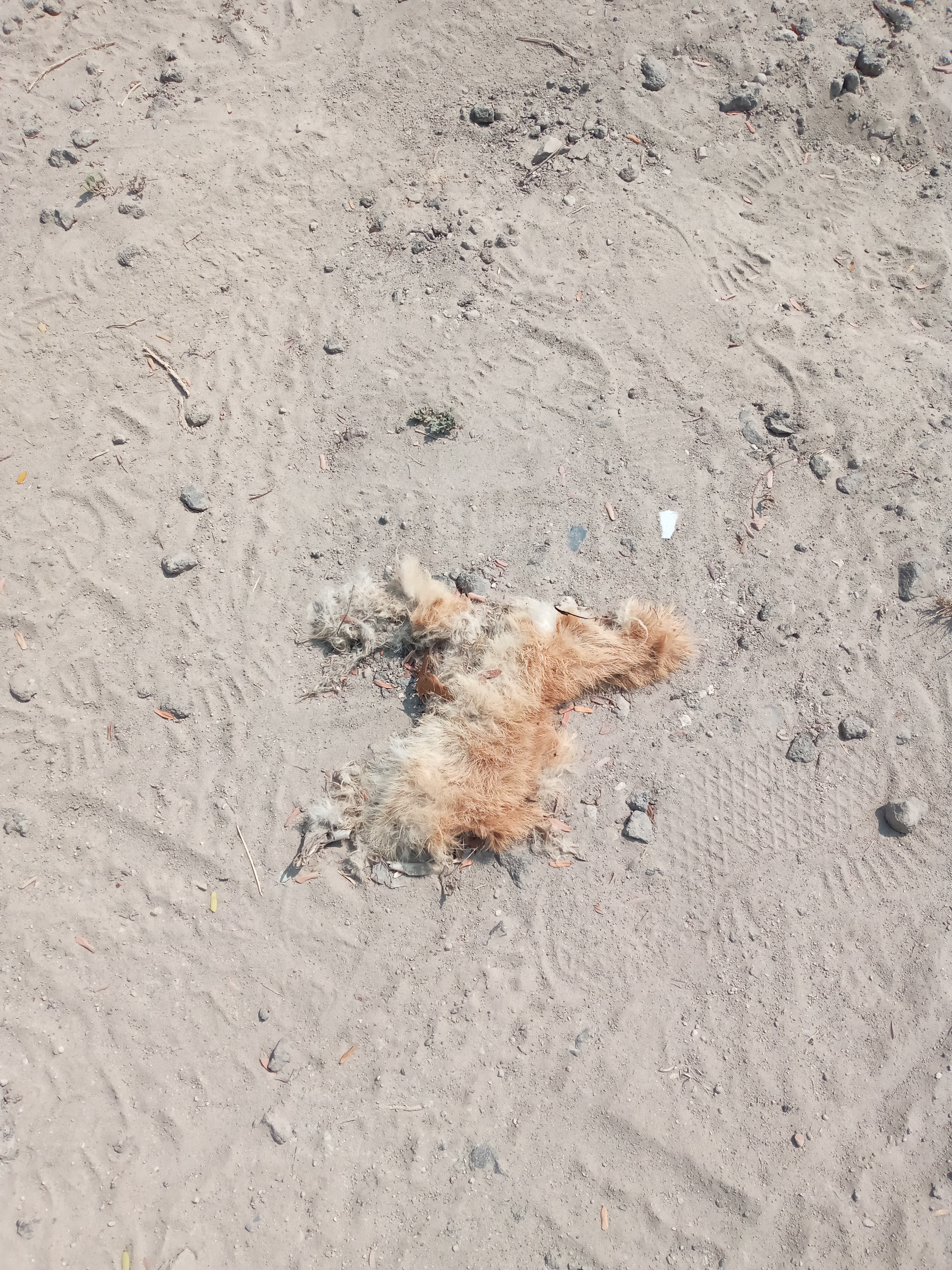 Burgers on the grill. image 6