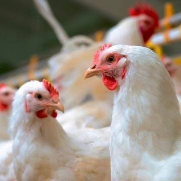 POLLERIA LOS PONCE image 6