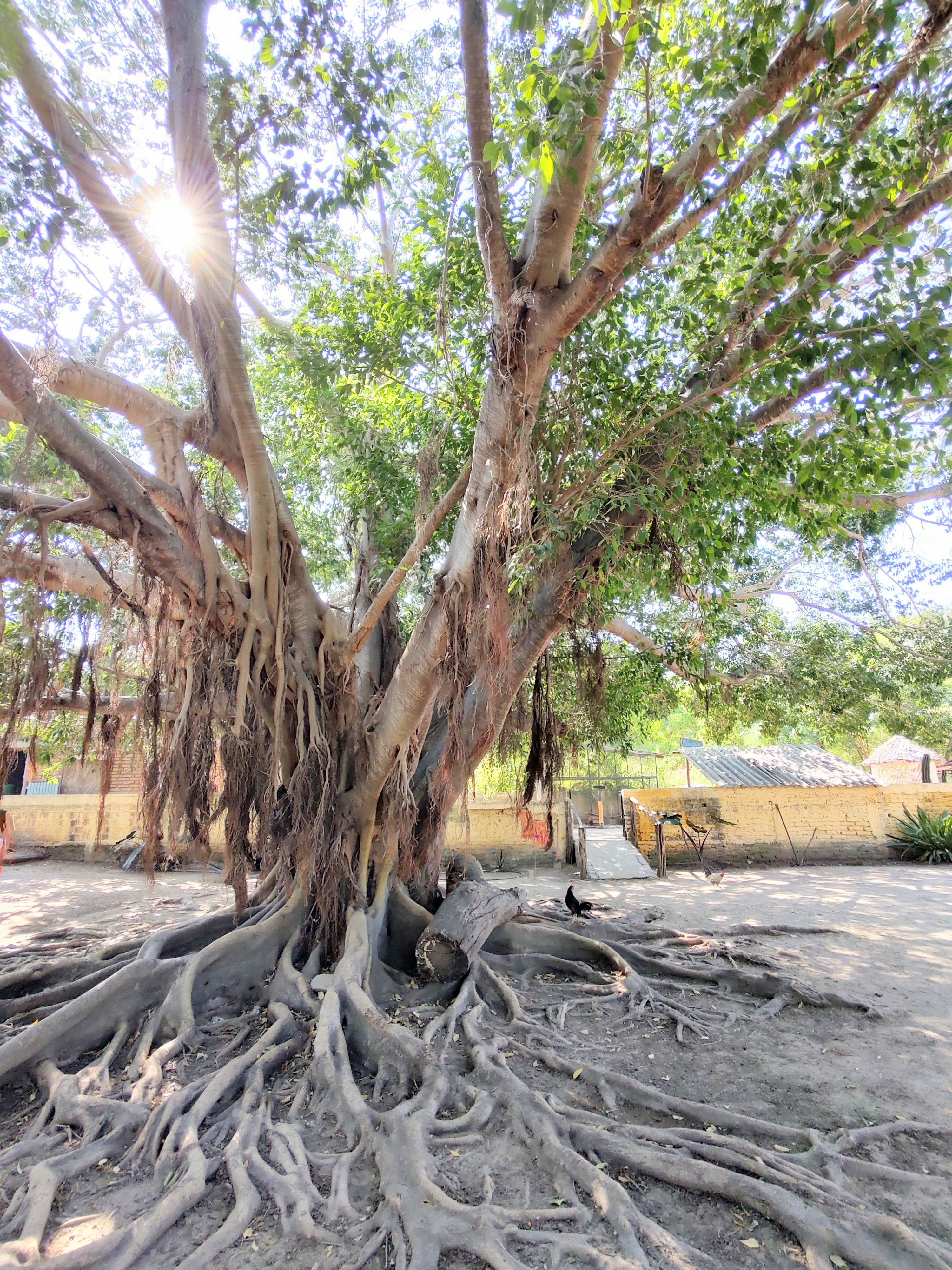 Restaurant Campestre La Granja Grill image 7