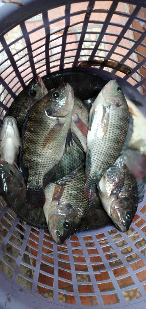 “Las Mojarras” Juarez Gomez image 6