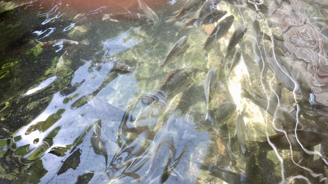 “Las Mojarras” Juarez Gomez image 9