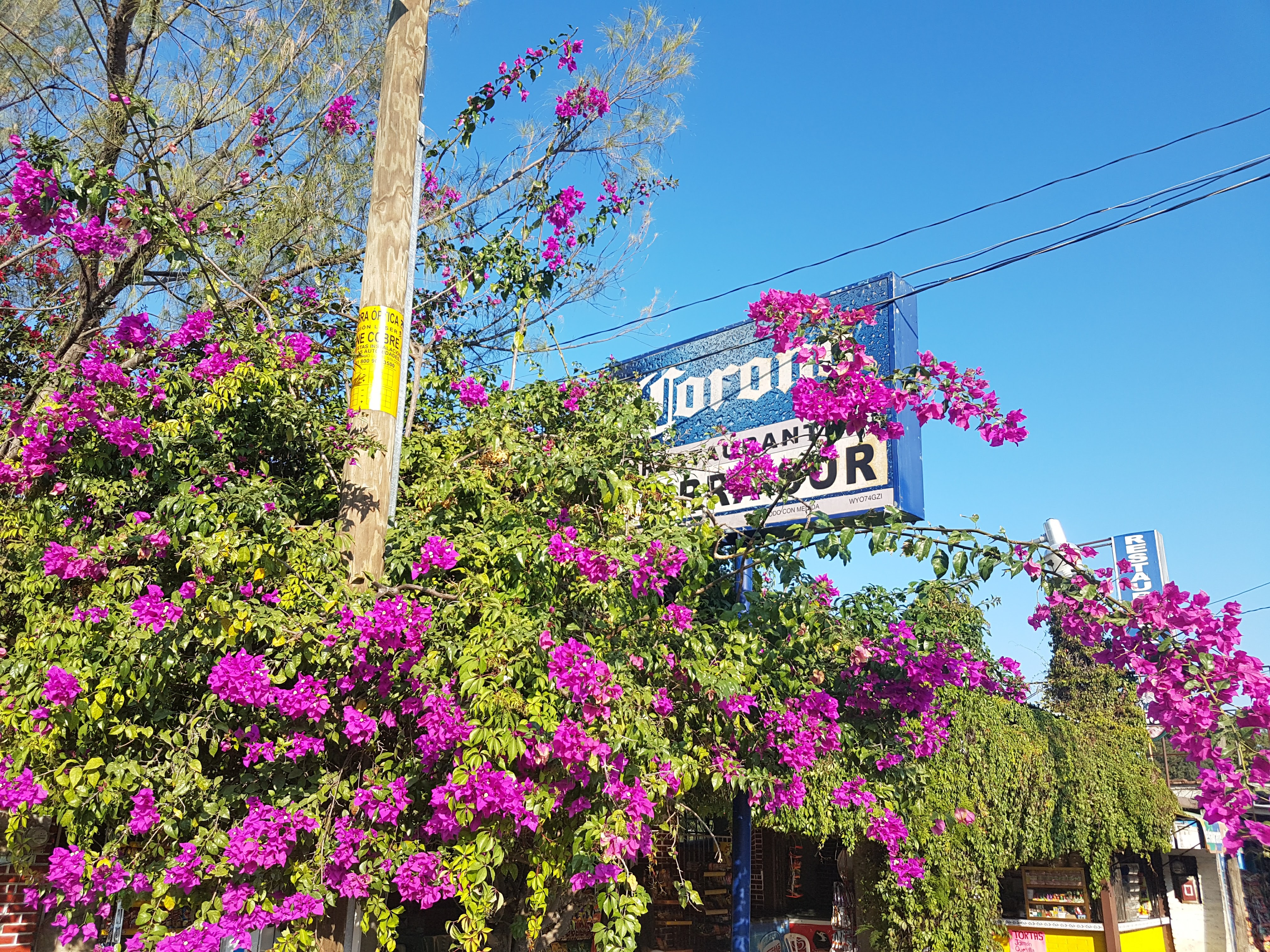 Restaurante Sierra Sur image 10