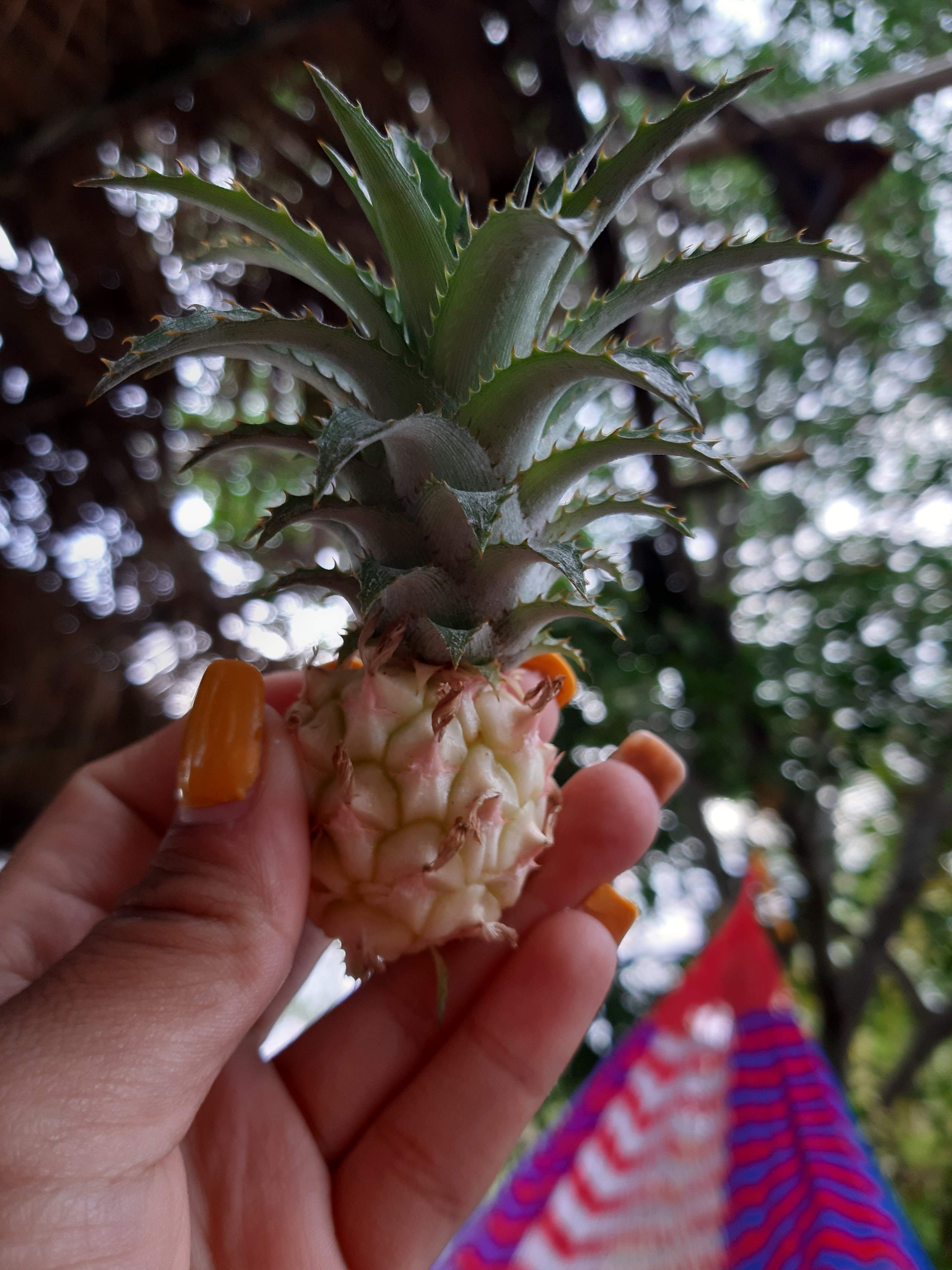 Rancho "Santa Cruz" image 2