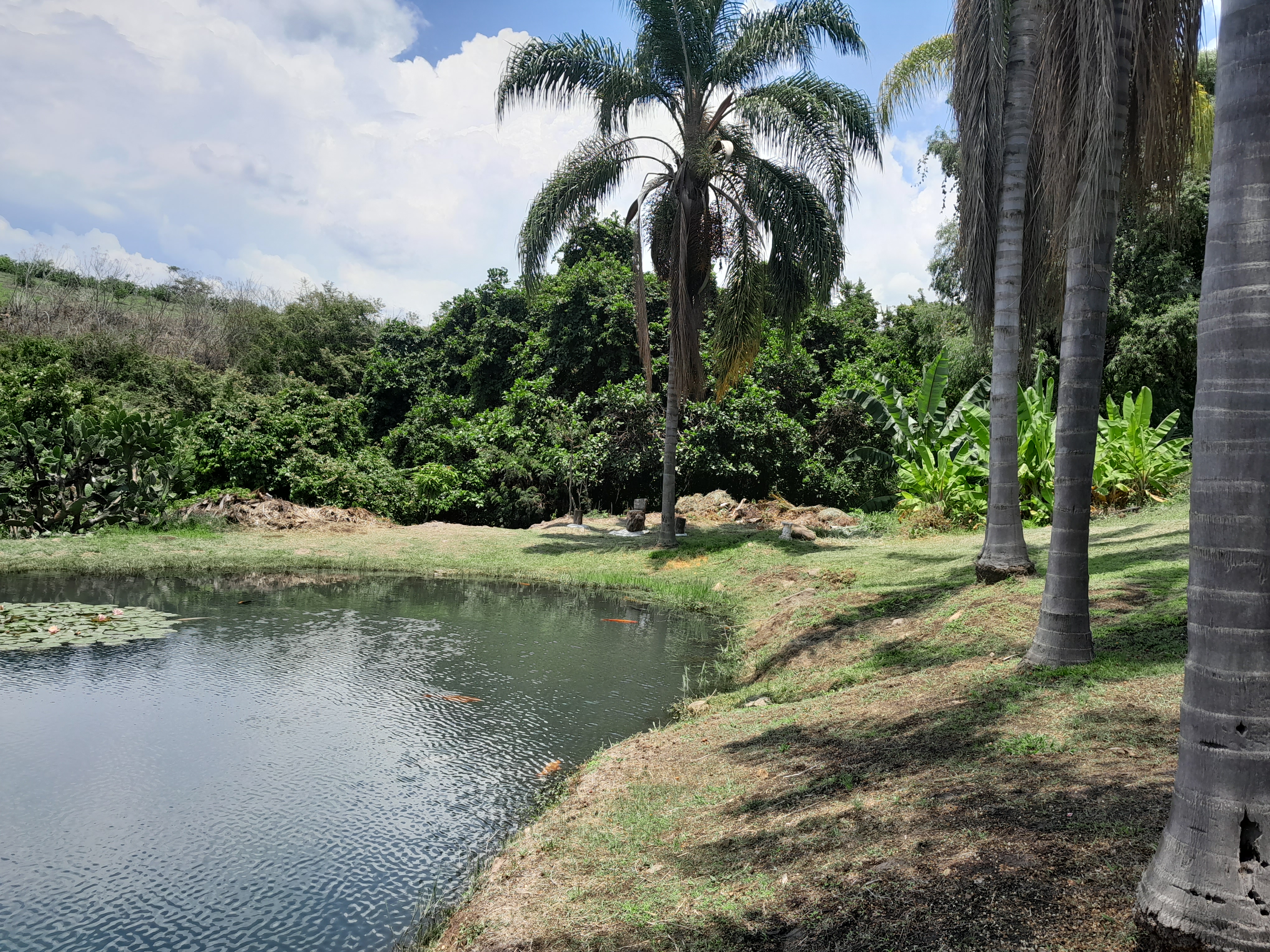 Granja y Restaurante "El Copal" image 4