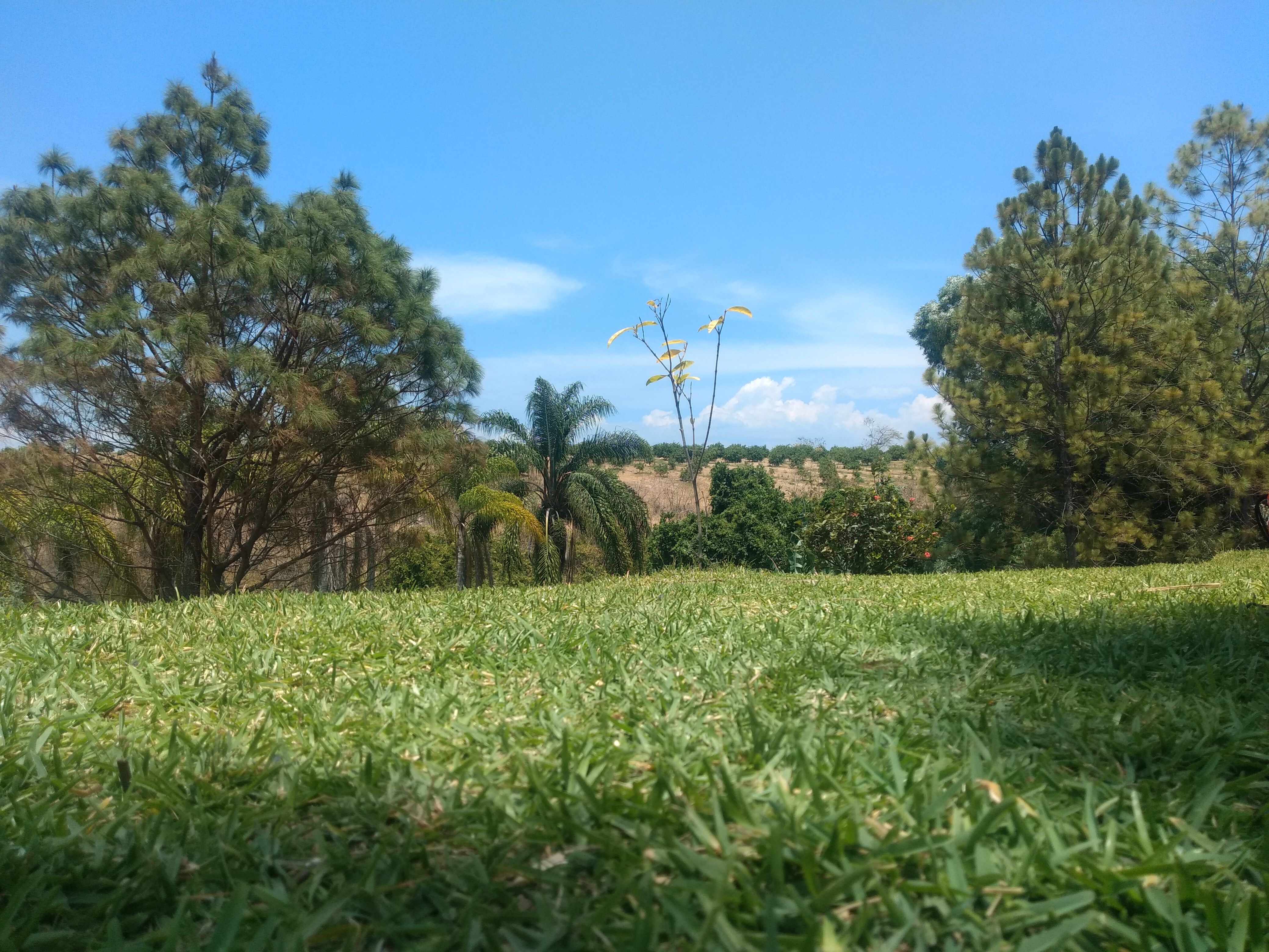 Granja y Restaurante "El Copal" image 6
