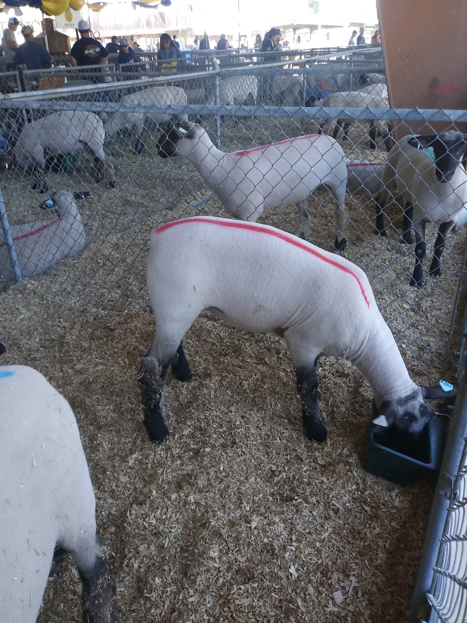 Barbacoa El Güero Zamudio image 3