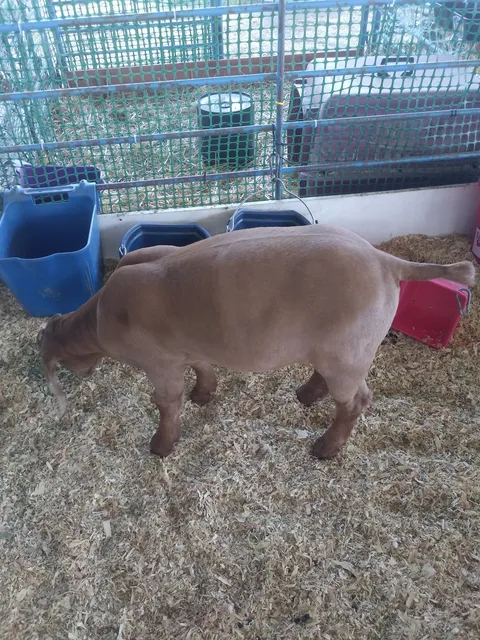 Barbacoa El Güero Zamudio image 4