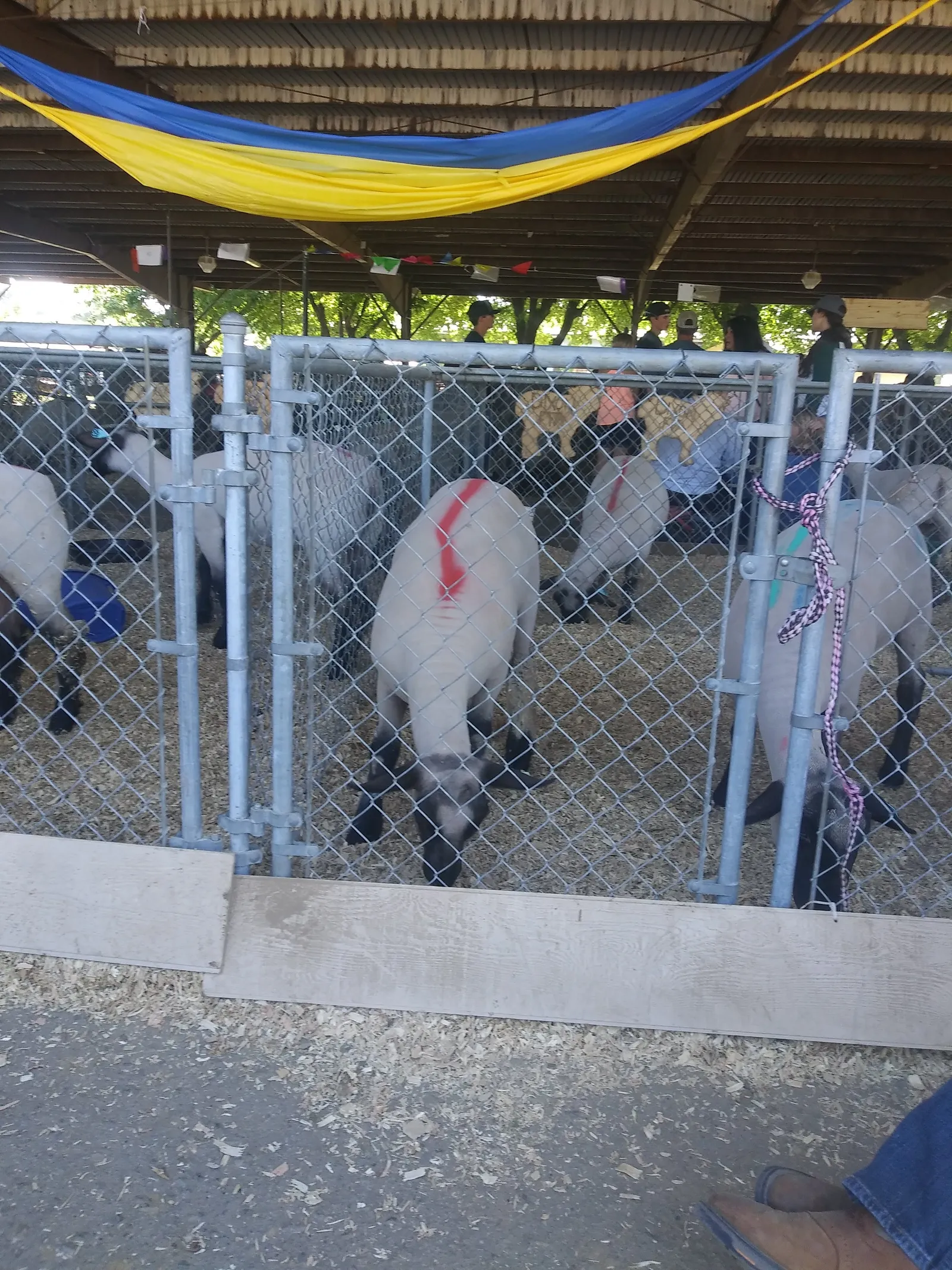 Barbacoa El Güero Zamudio image 5
