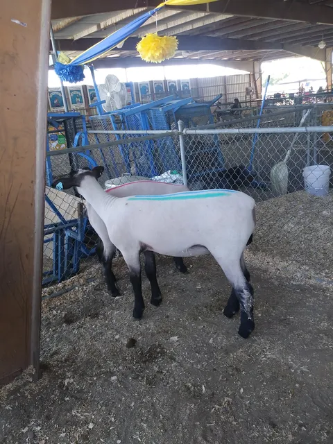 Barbacoa El Güero Zamudio image 6