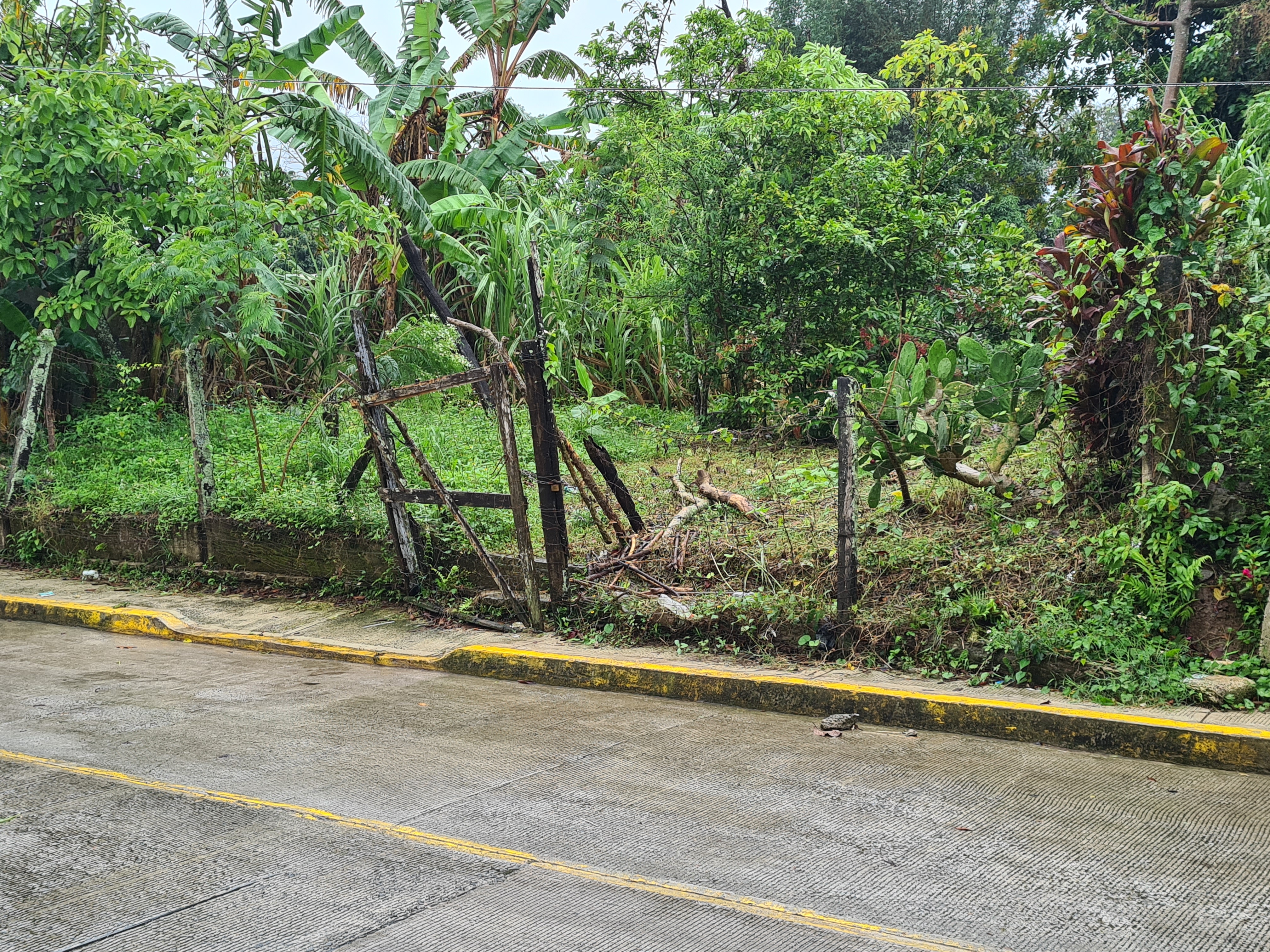 Wings Time Yecuatla image 3