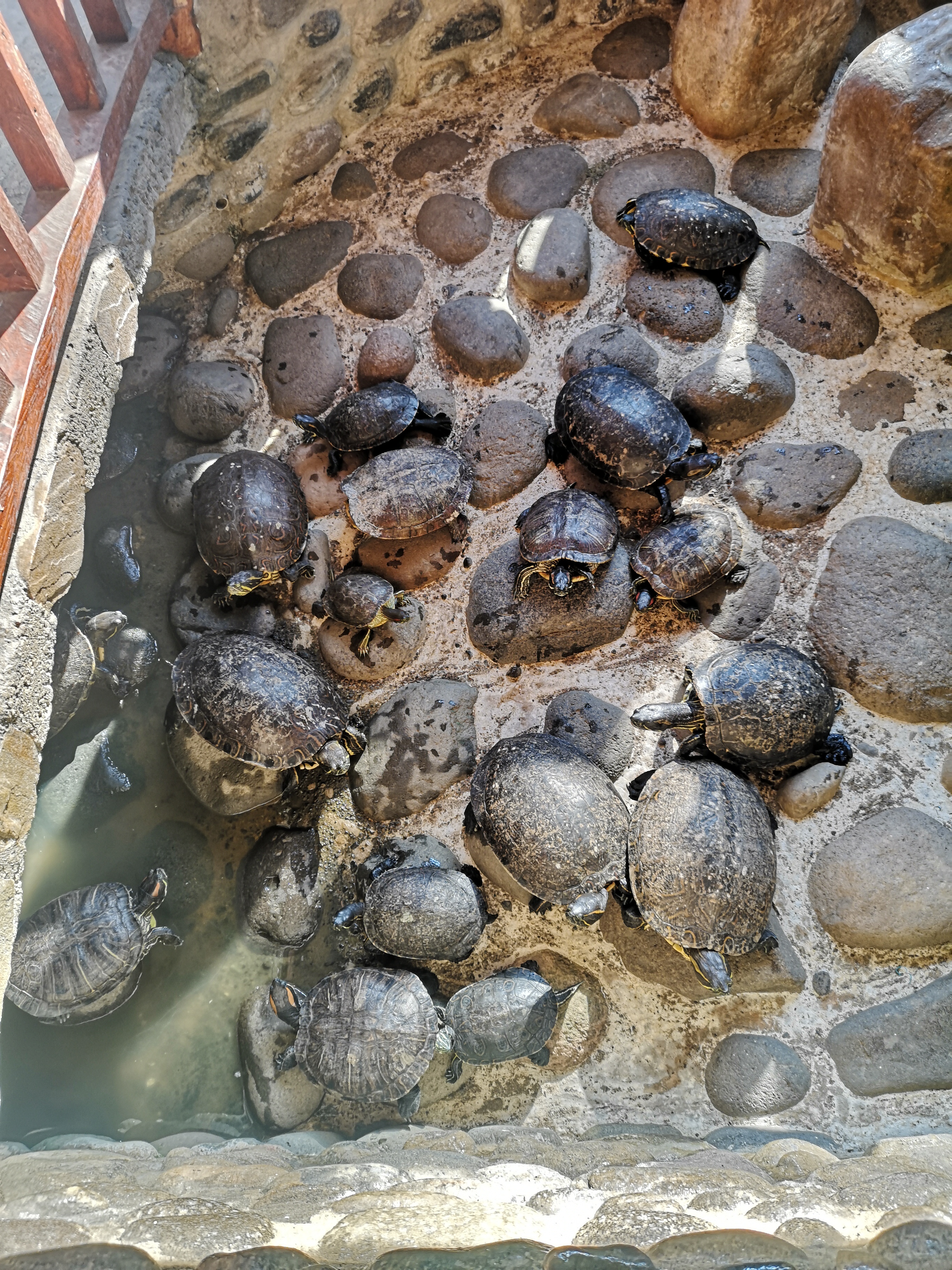 Restaurante y Asadero Los Venados Misantla Ver. image 3