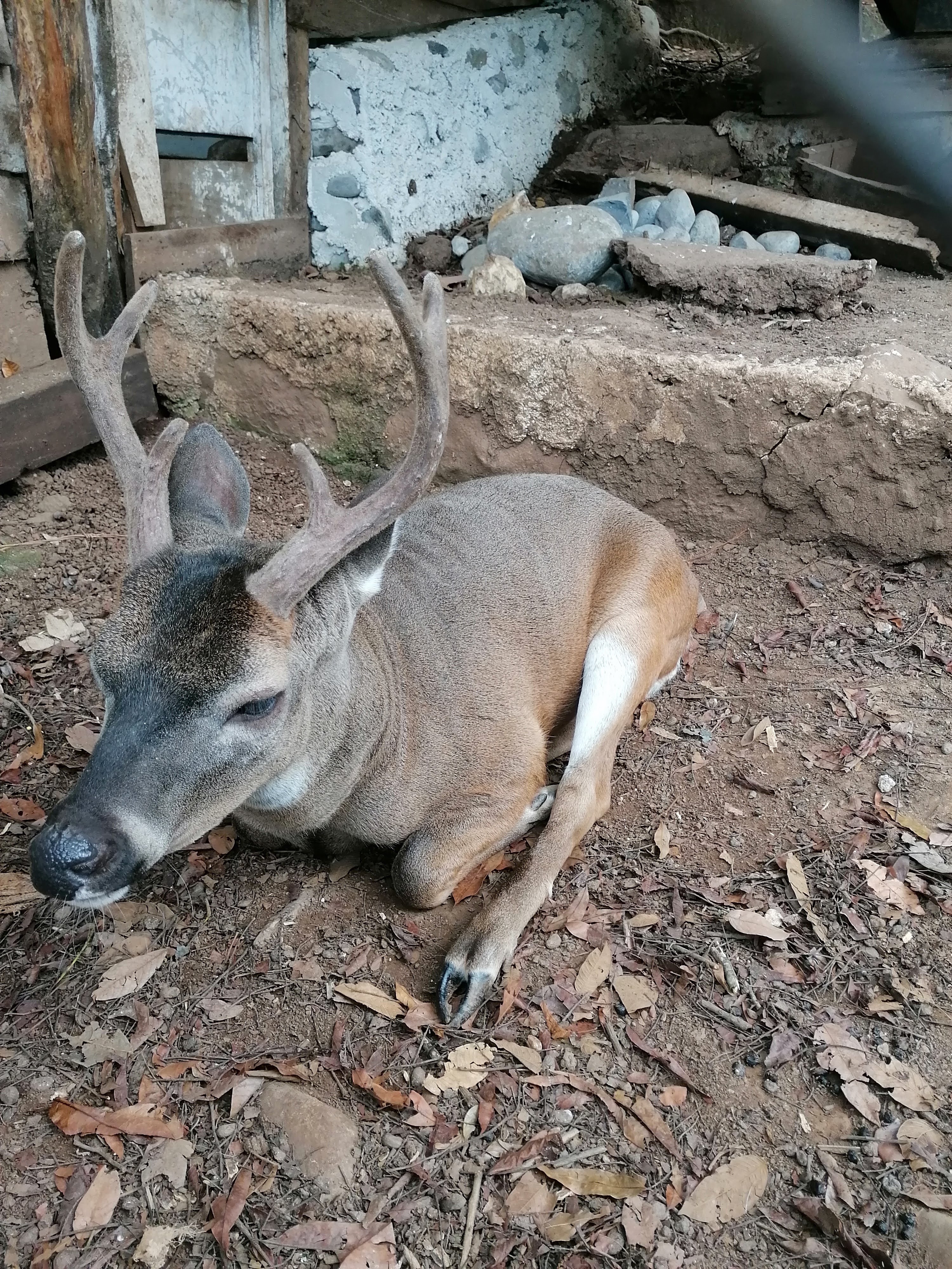 Restaurante y Asadero Los Venados Misantla Ver. image 6