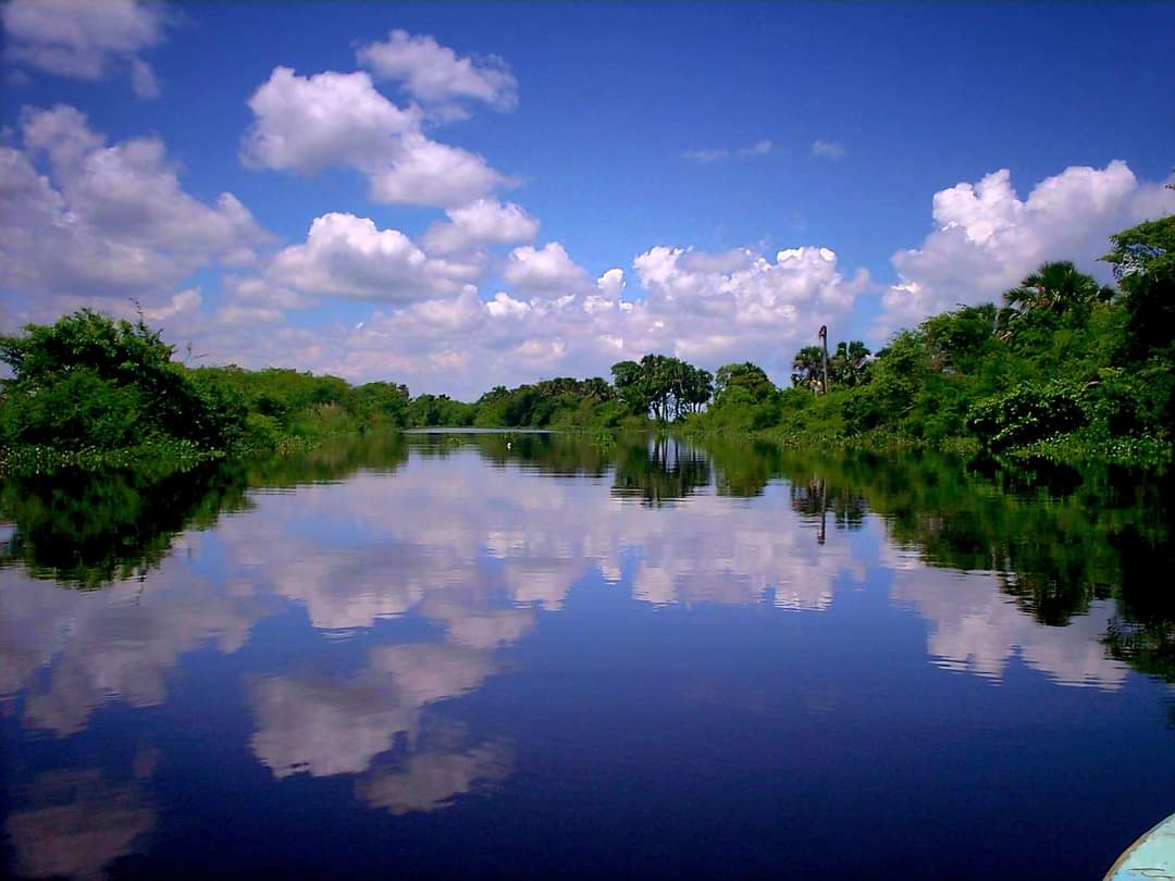 Pantanos de Centla Restaurante El negro chon, paseos en lancha (Tours) y cabañas. image 6