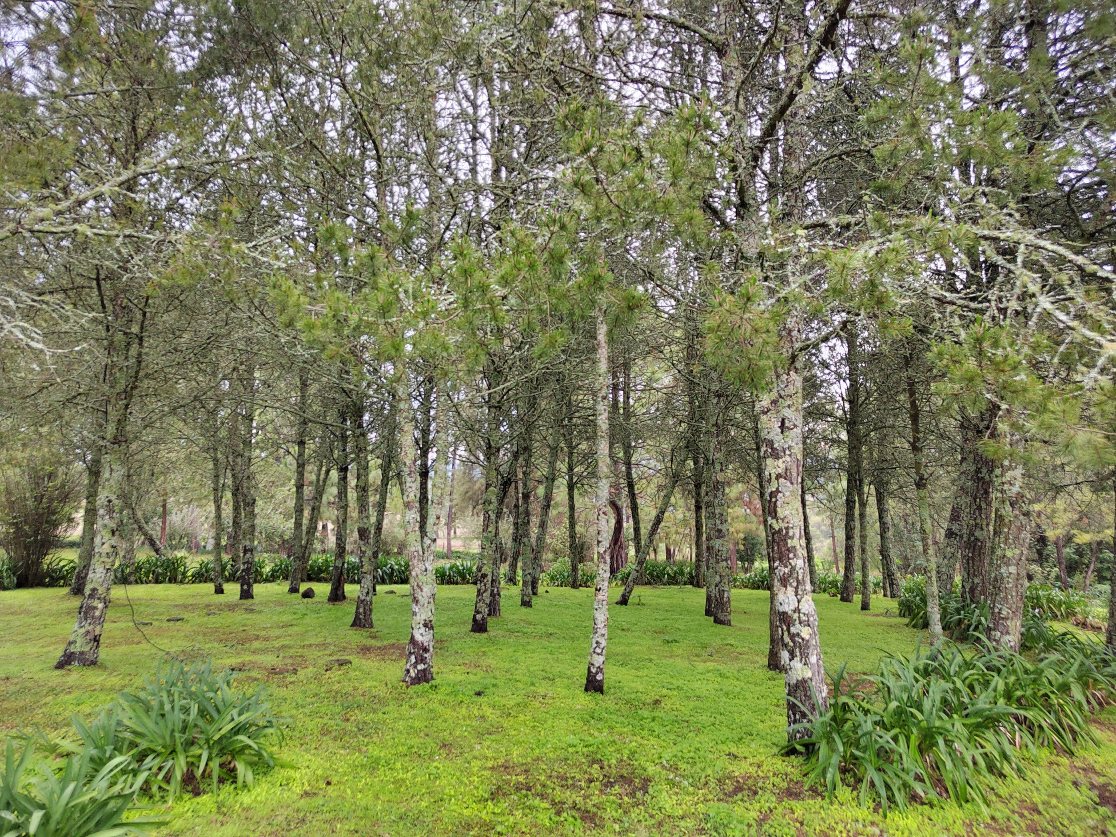 EL VERGEL Restarant Bar Campestre FAMILIAR image 10