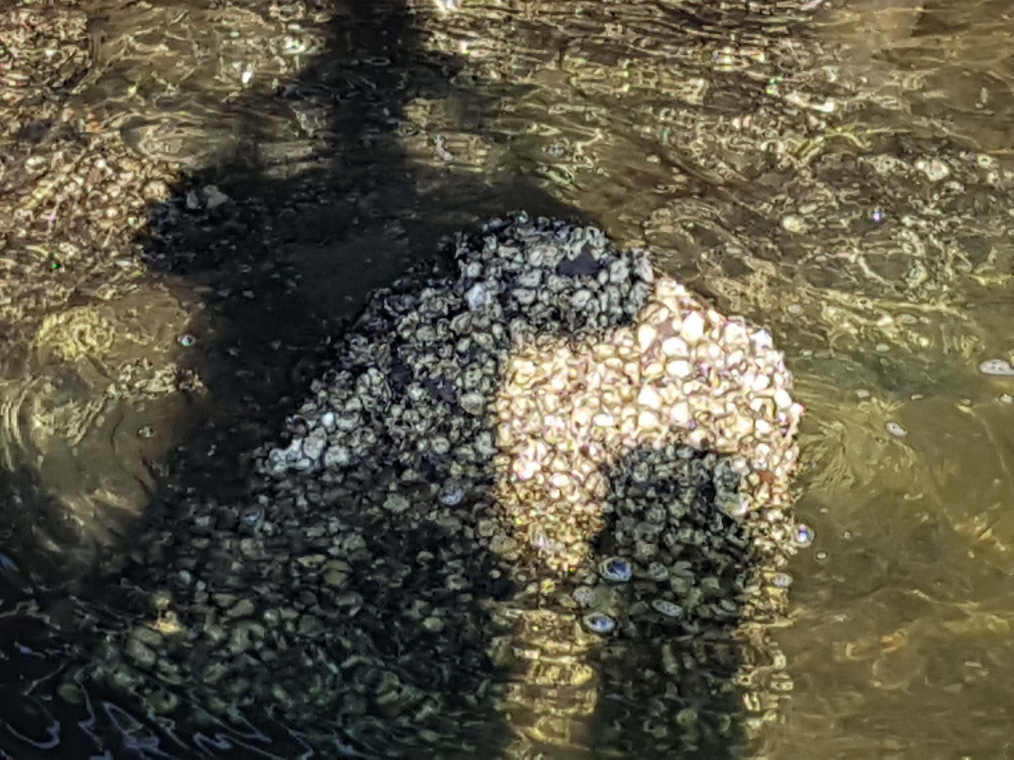 Restaurante Monchi image 10